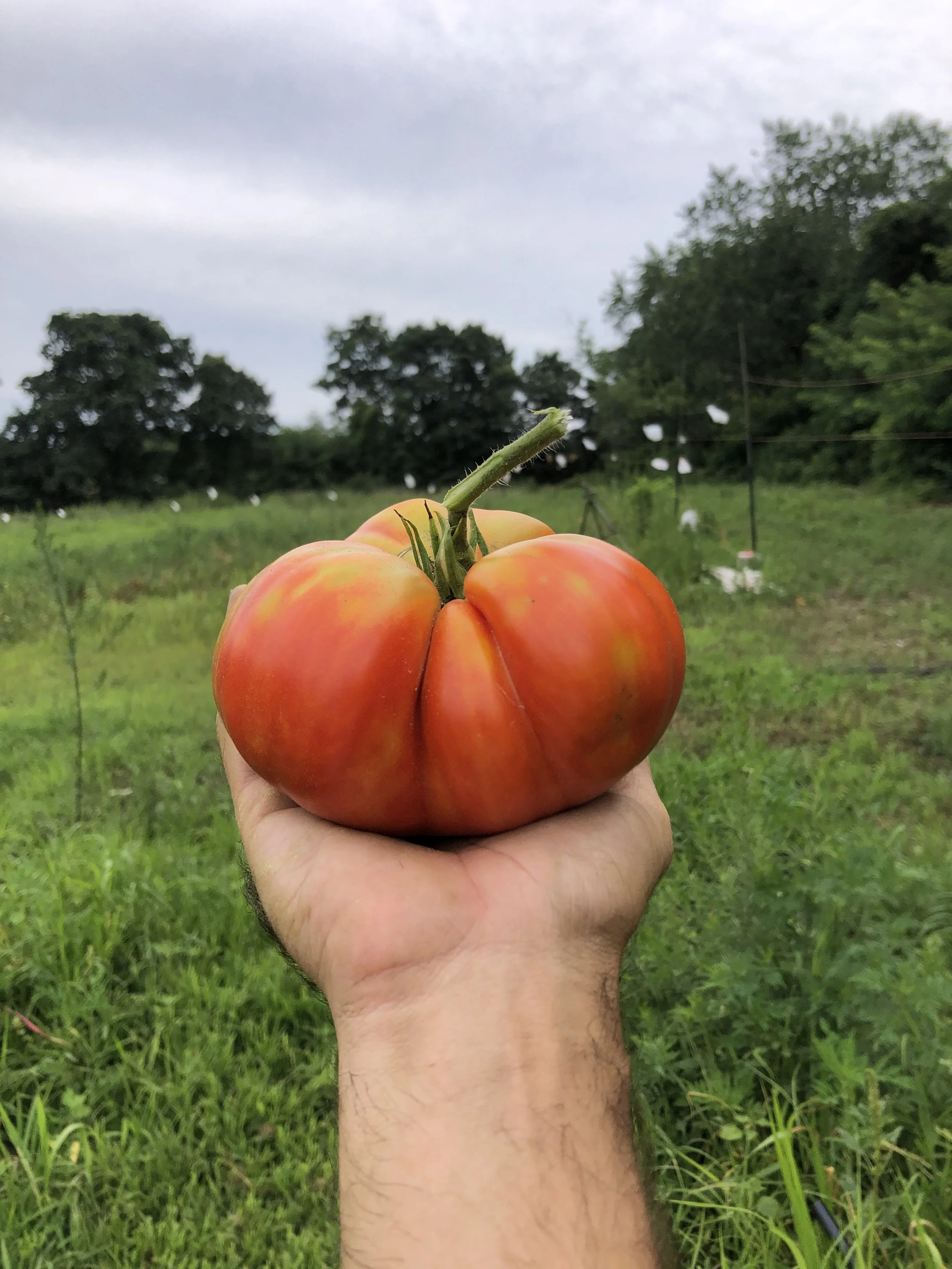 A hand holding a large, ripe heirloom tomato in a green farm field with trees and an overcast sky in the background.
