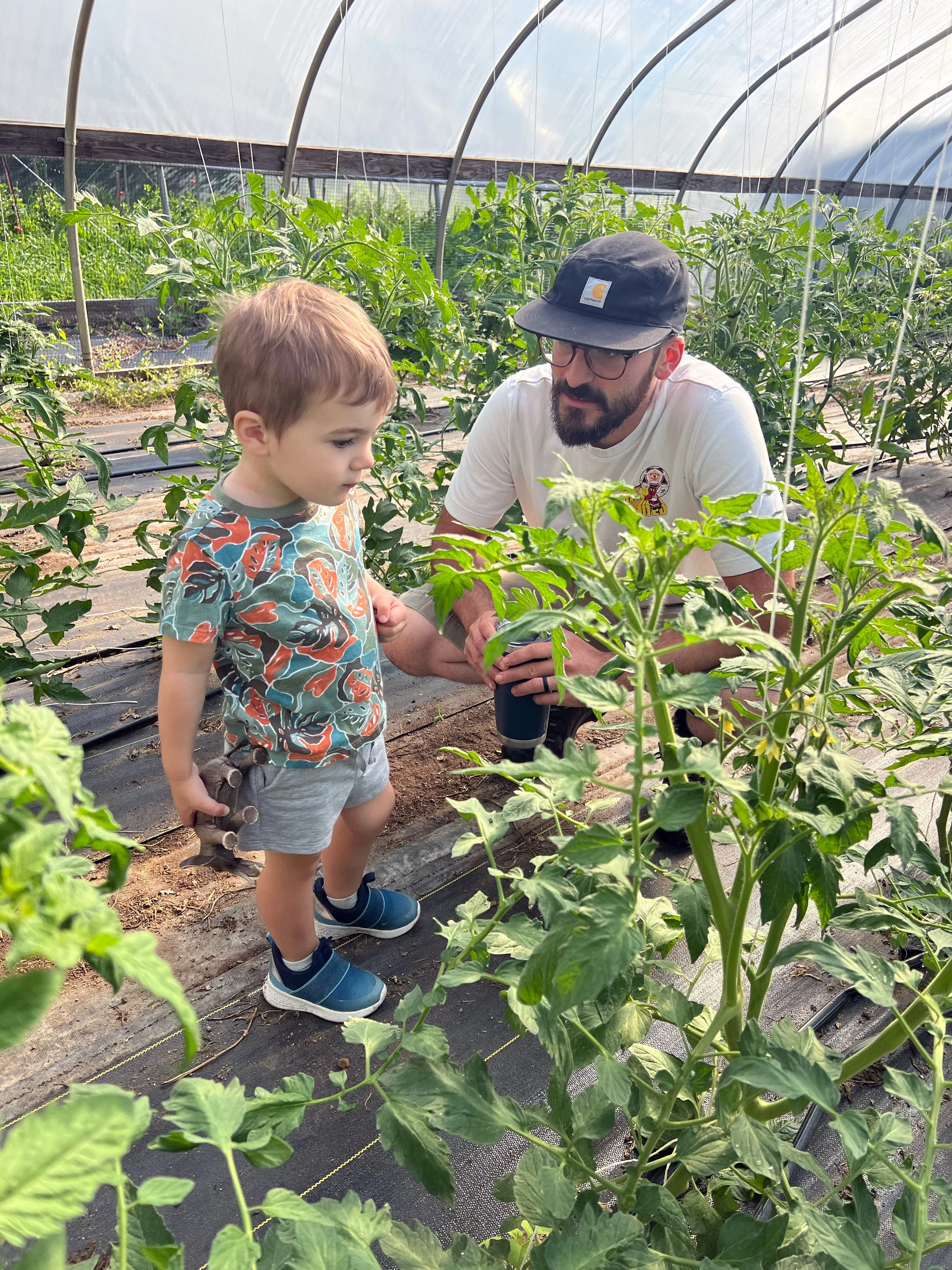 A man and a young boy inside a greenhouse surrounded by green tomato plants, with the man kneeling and the boy standing, both looking at the plants.