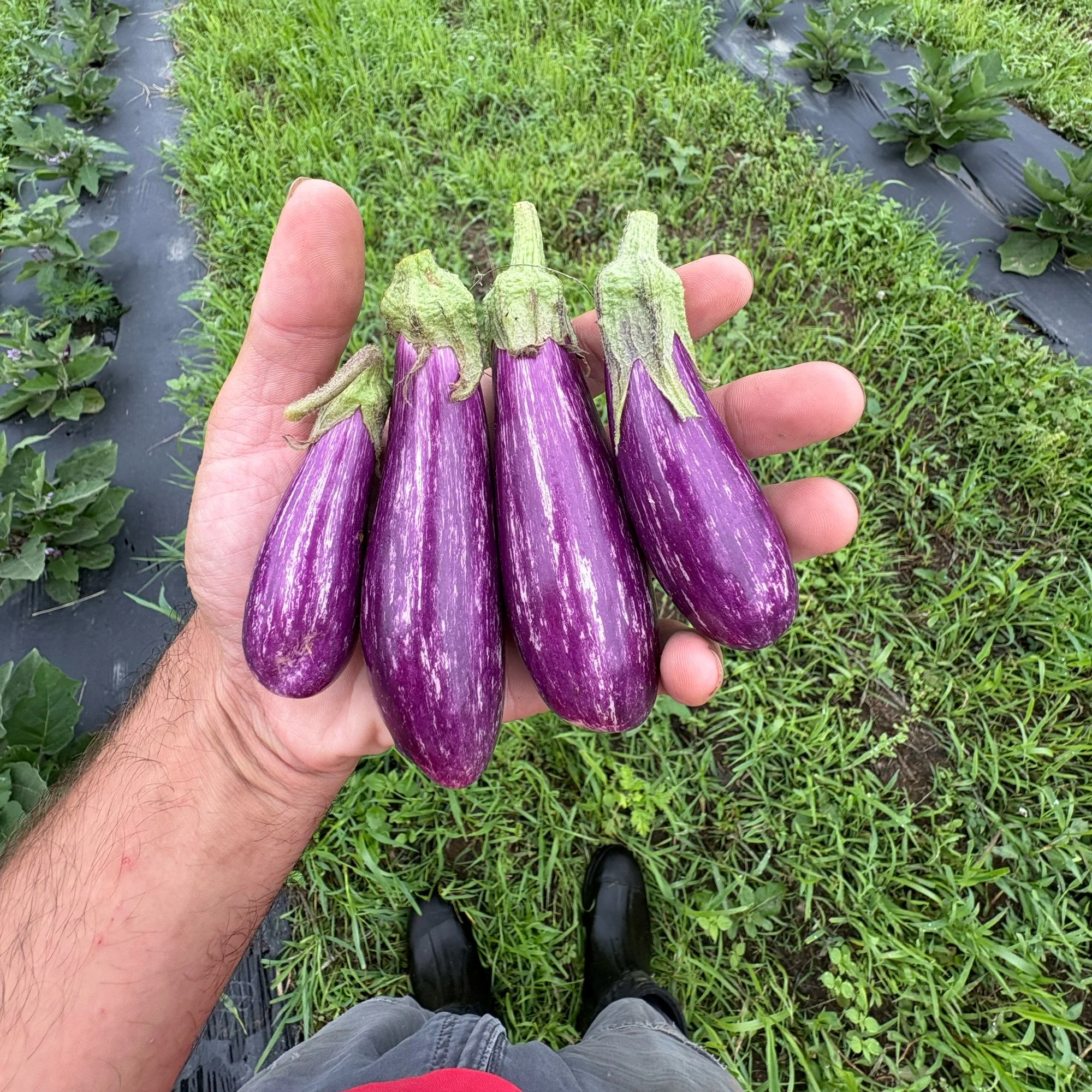 Hand holding four freshly picked purple and white striped eggplants in a garden with green plants and grass.