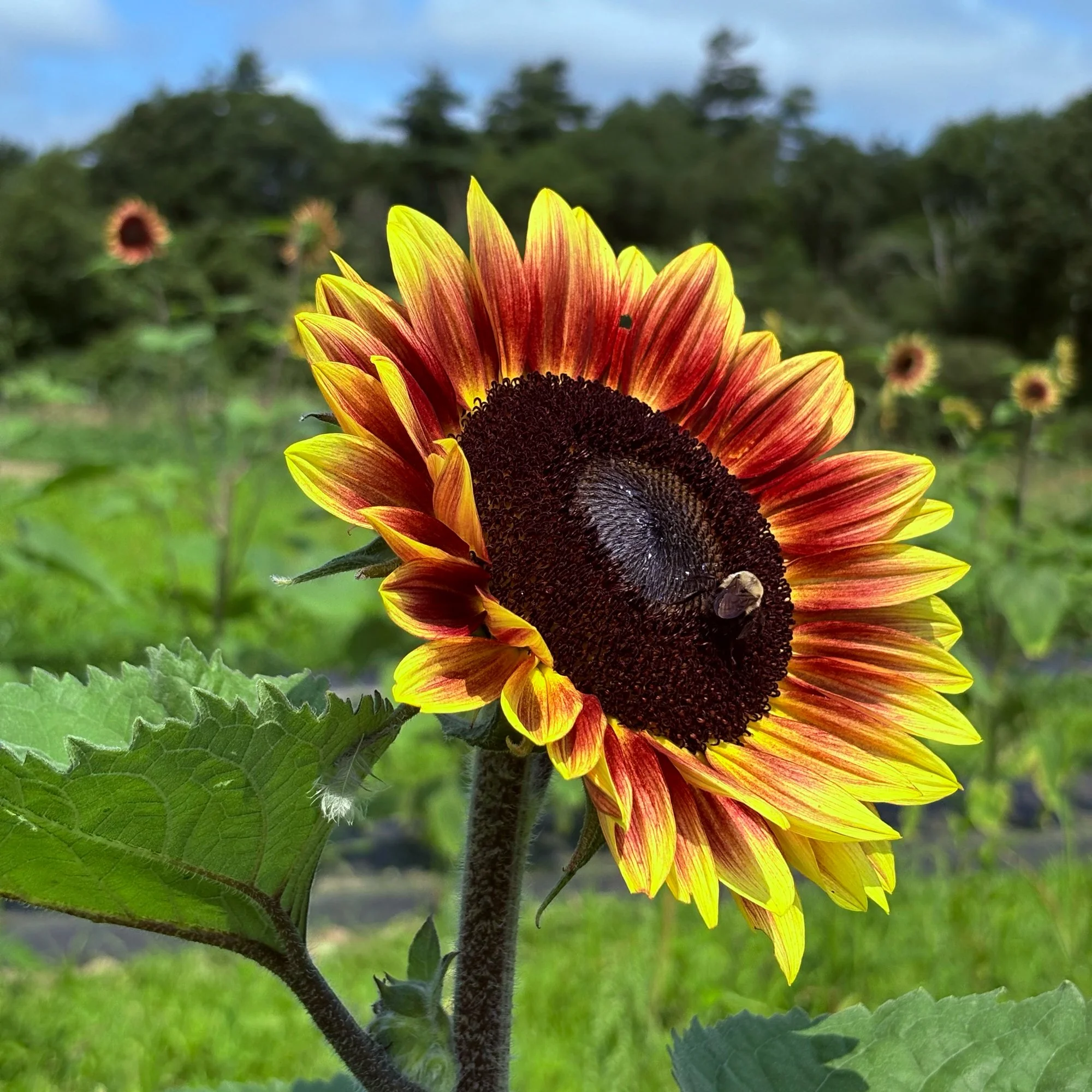 Close-up of a vibrant sunflower with yellow and red petals, a dark center, and green leaves, set against a background of blooming sunflowers and a partly cloudy sky.