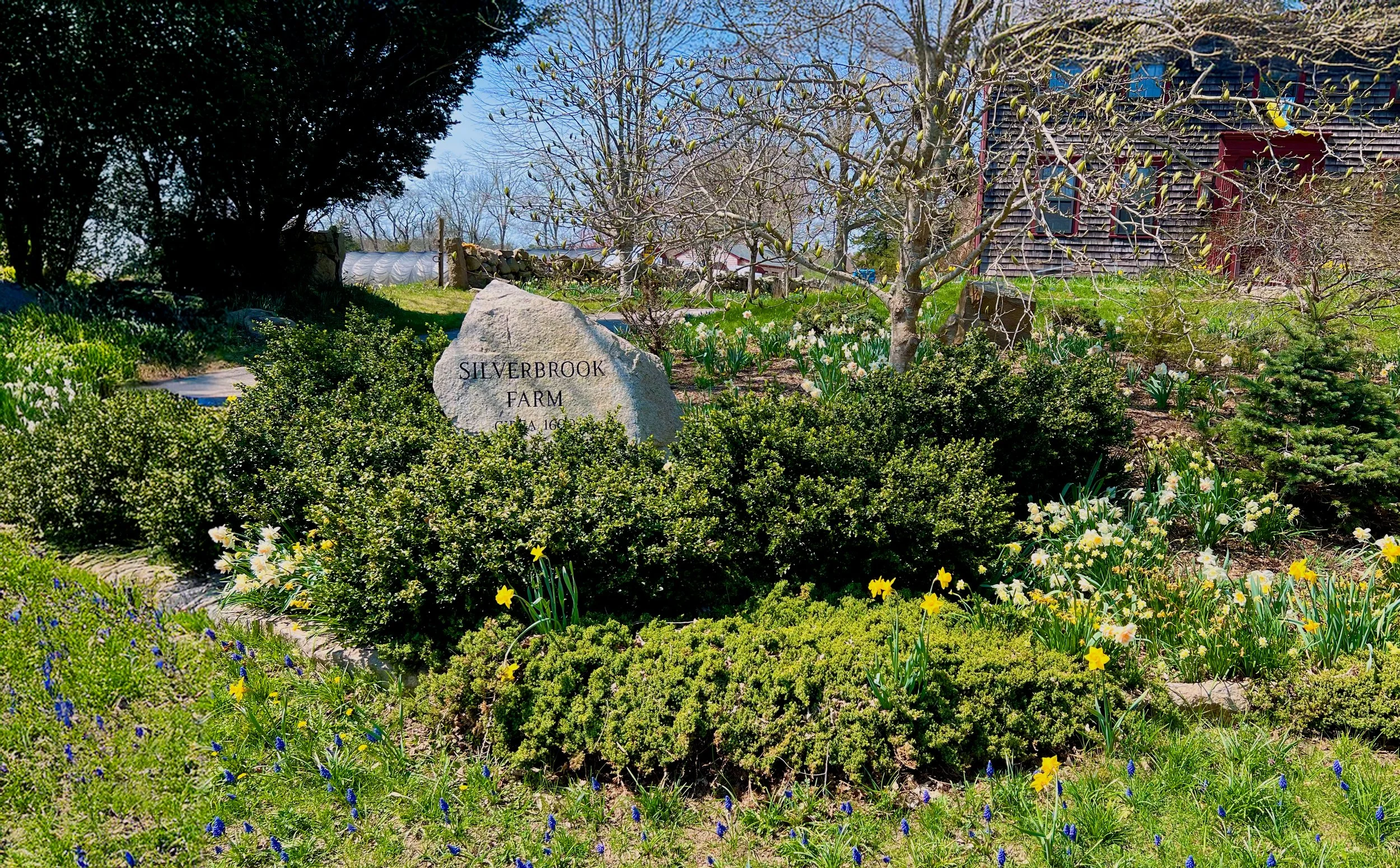 A garden scene at Silverbrook Farm with blooming flowers, shrubs, a tree, and a wooden building in the background.