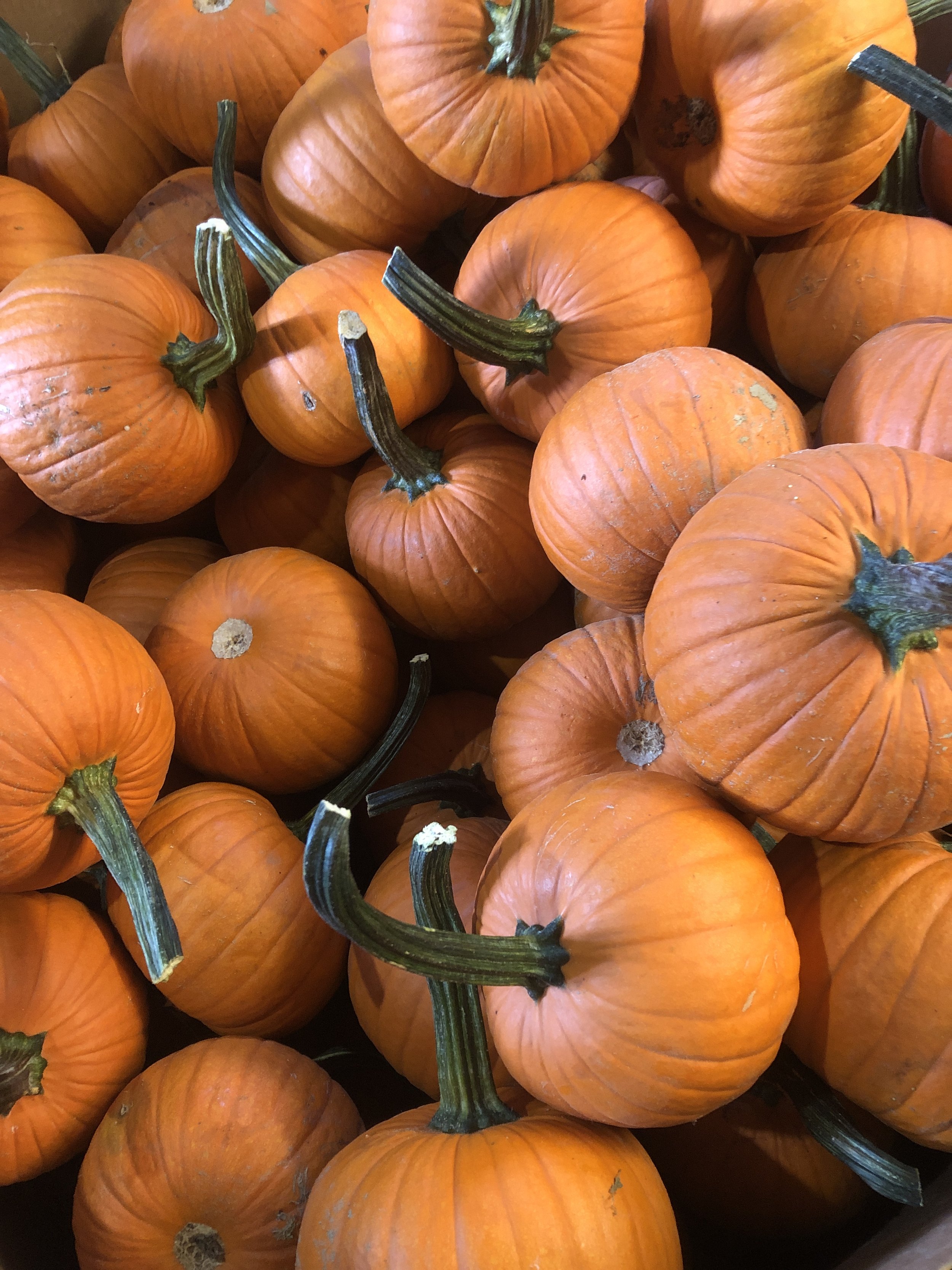 A pile of small orange pumpkins with green and brown stems, suitable for fall or Halloween decorations.