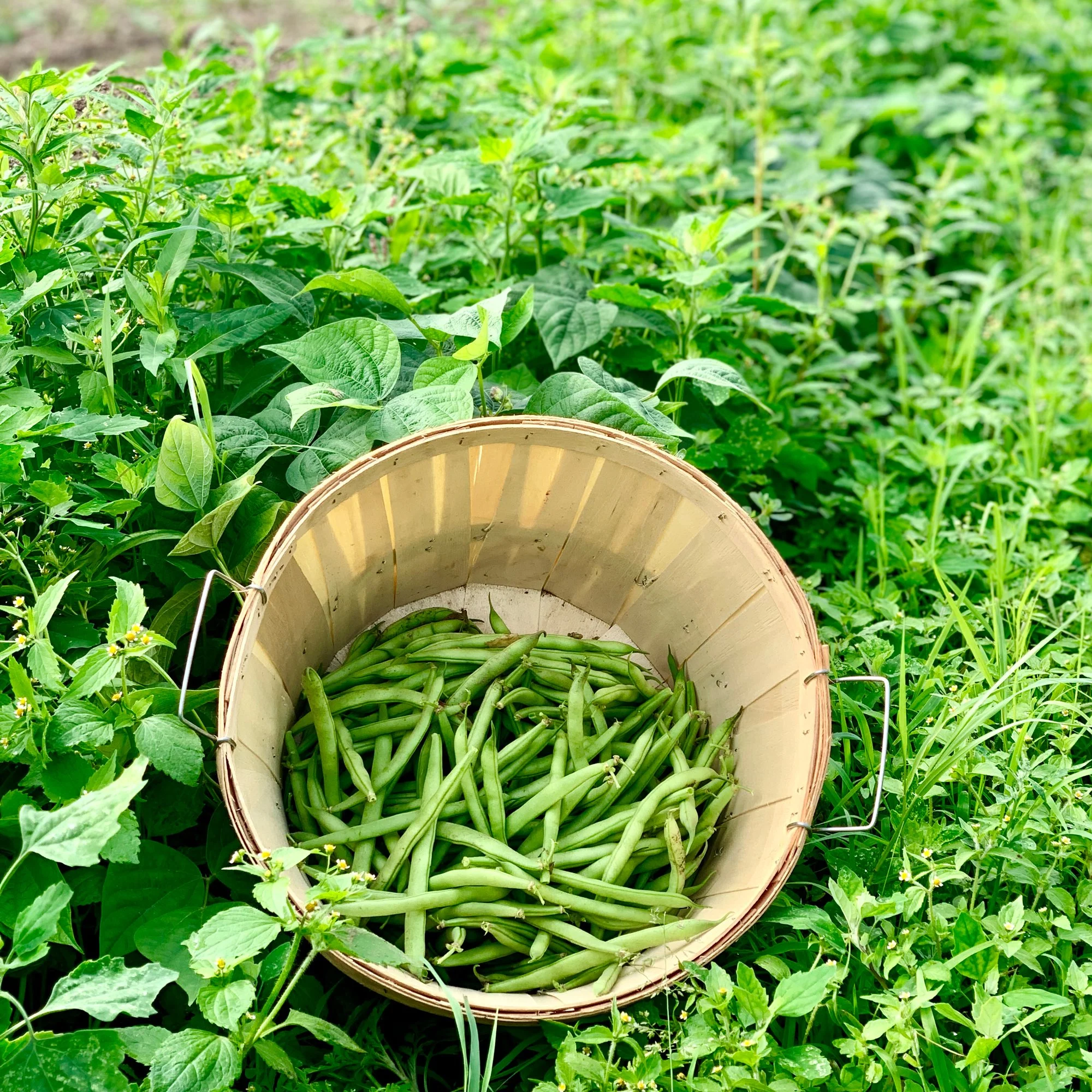 A woven basket filled with green beans resting on lush green plants in a garden.