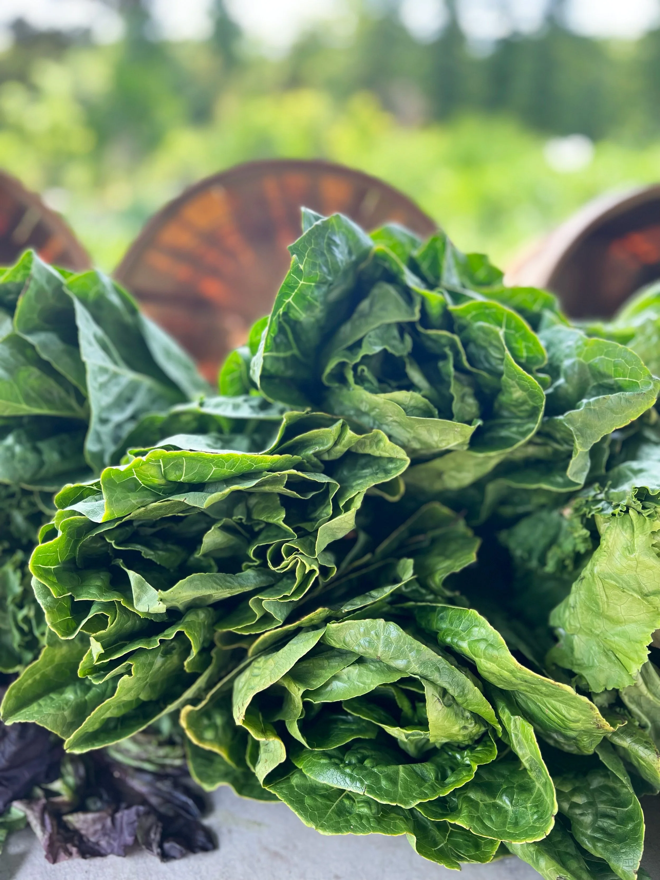 Close-up of fresh green lettuce heads, with a blurred background of trees and brown logs.