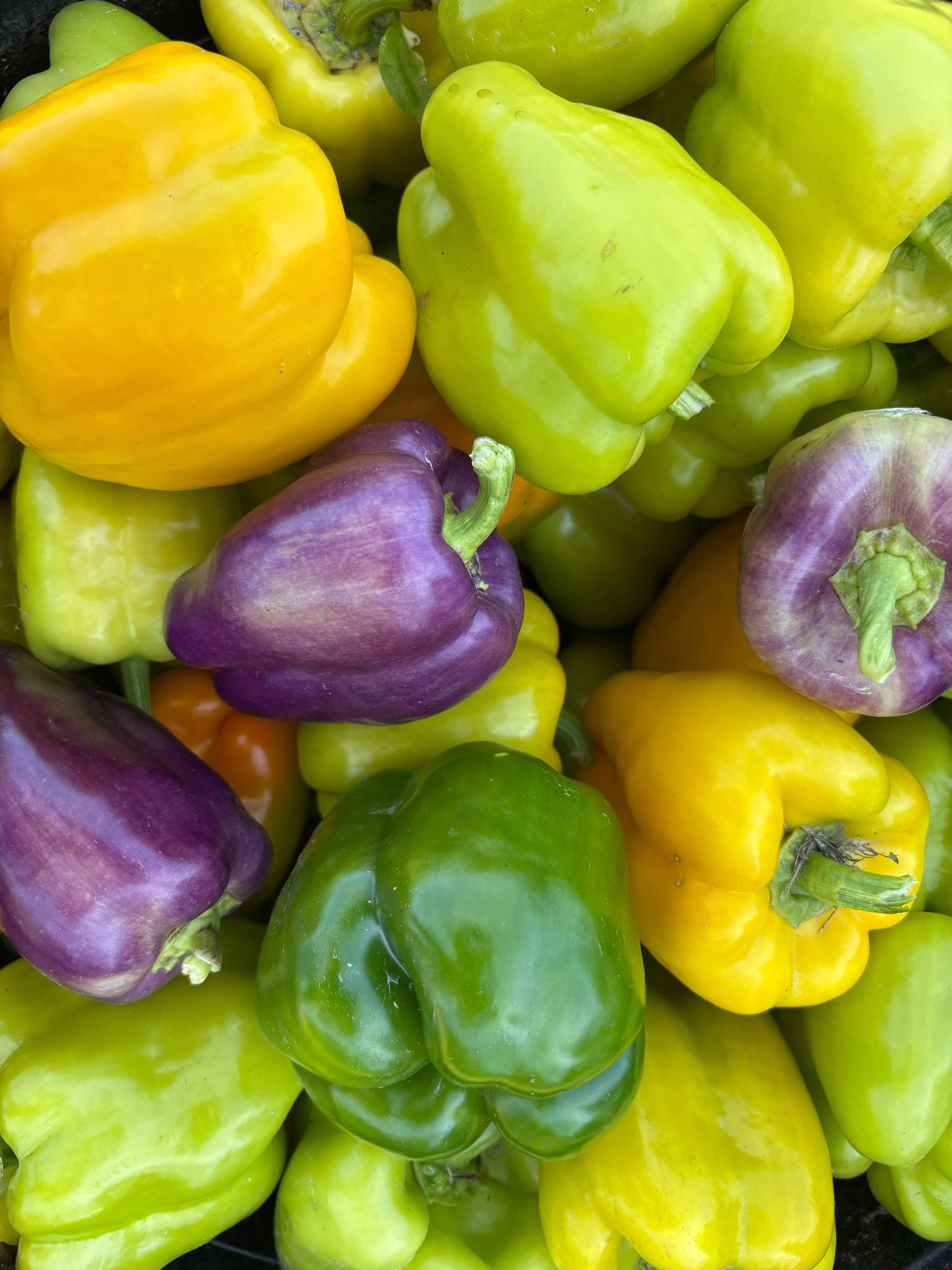 A variety of colorful fresh bell peppers in yellow, green, purple, and orange.