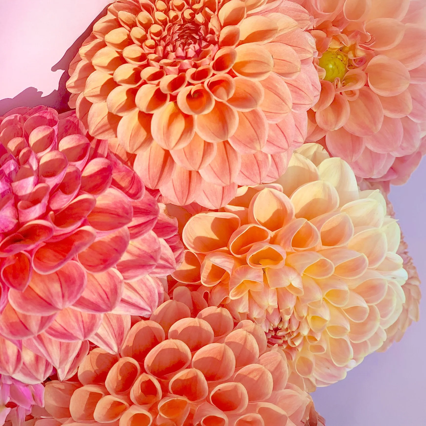 Dahlias-pink.jpg