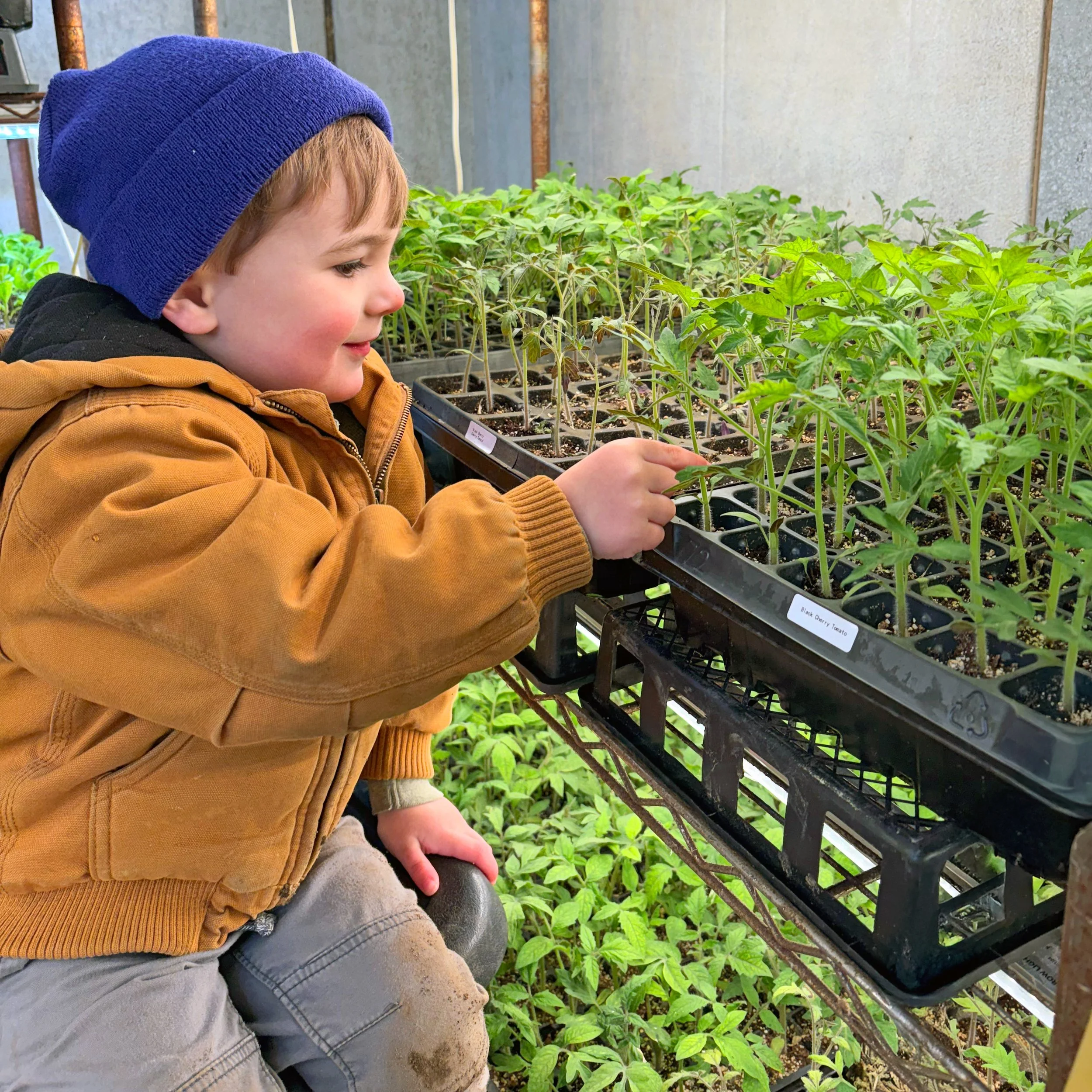 Young boy with a blue beanie and brown jacket examining green tomato seedlings in a greenhouse.
