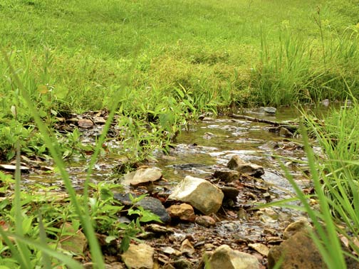 BEF_stream_5016.jpg