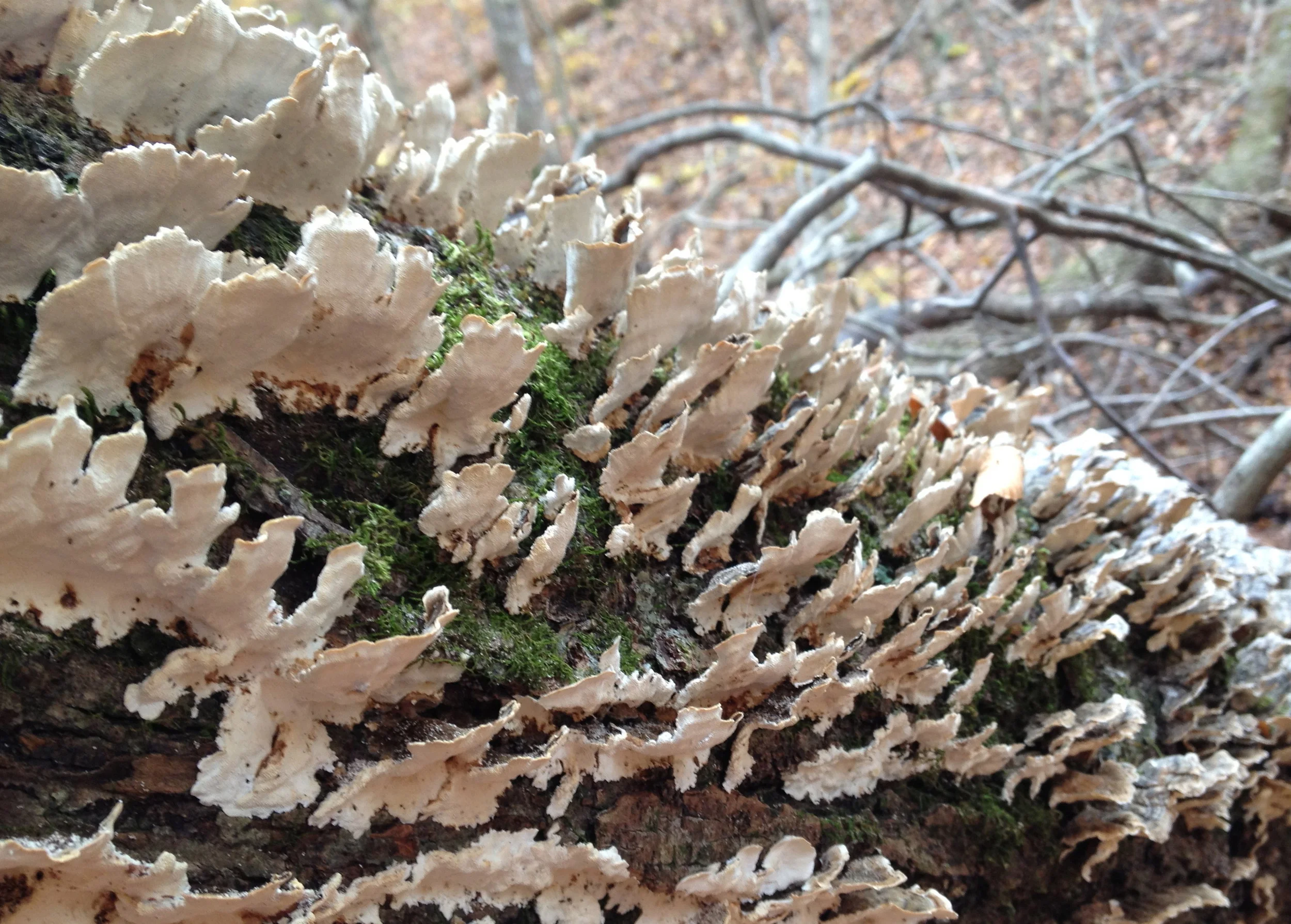 lichens-e1422923865459.jpg