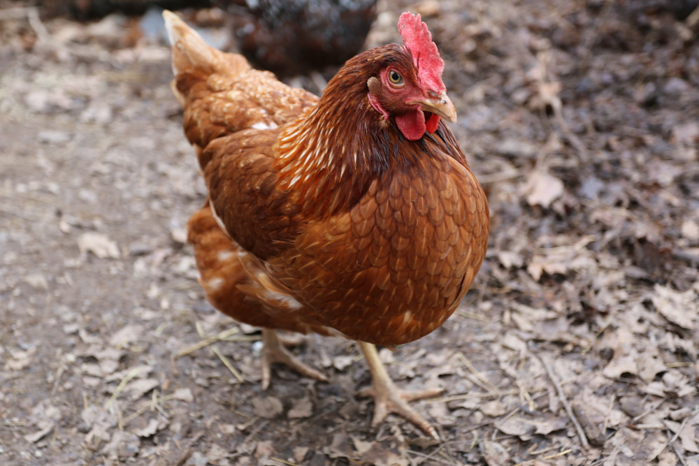 "I dream about a place where a chicken can cross the road and his motives are not being questioned..."