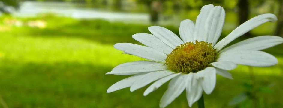 Flower : out of focus lake.jpeg