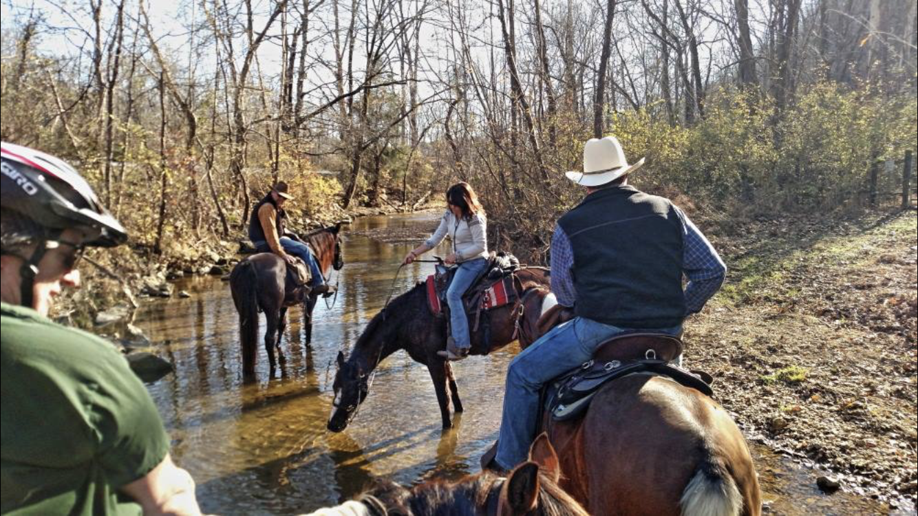 Horses drink from BEF creek.PNG