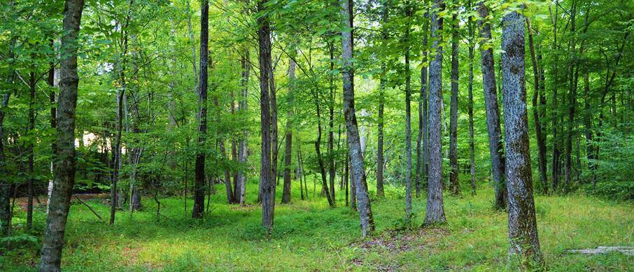 Spring forest