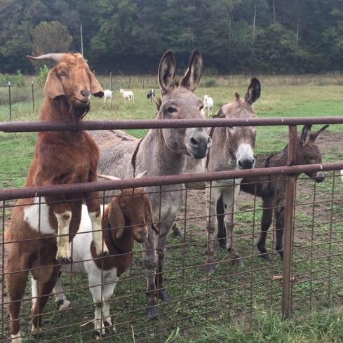 Meet the animals of Big East Fork Farms