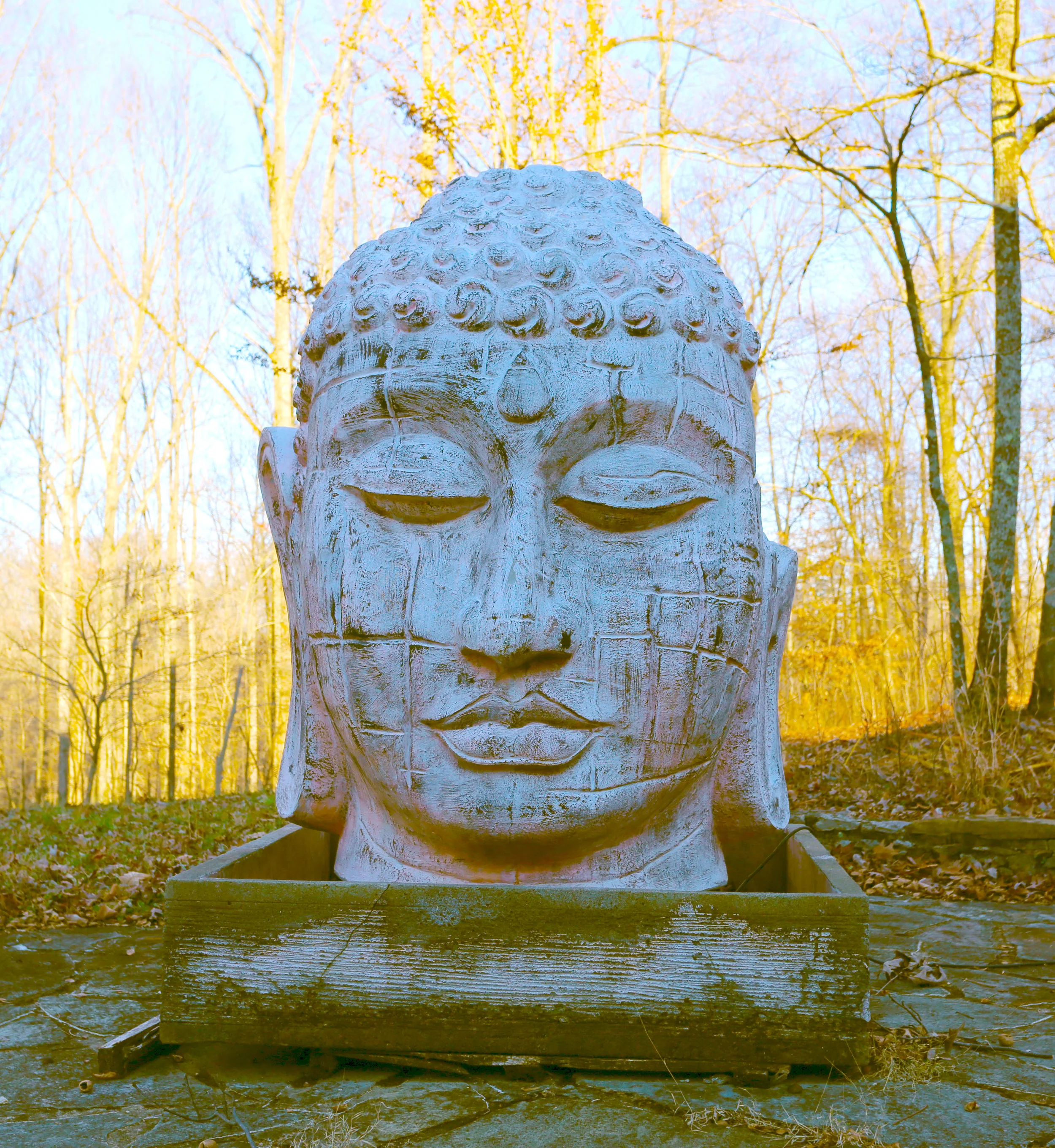 M OS buddhadreamy.jpg