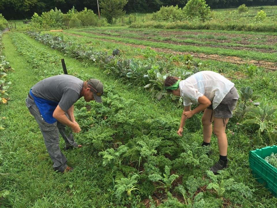 Lauren and William pick kale.JPG