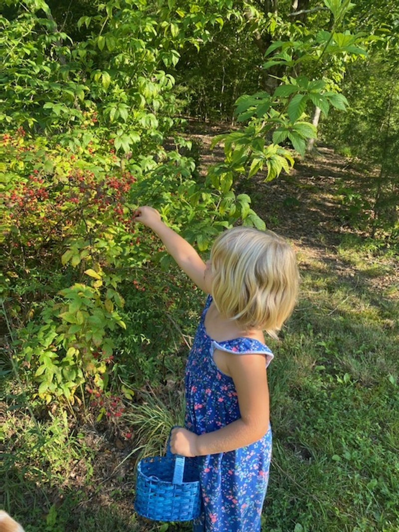 Let pick blackberries.JPG