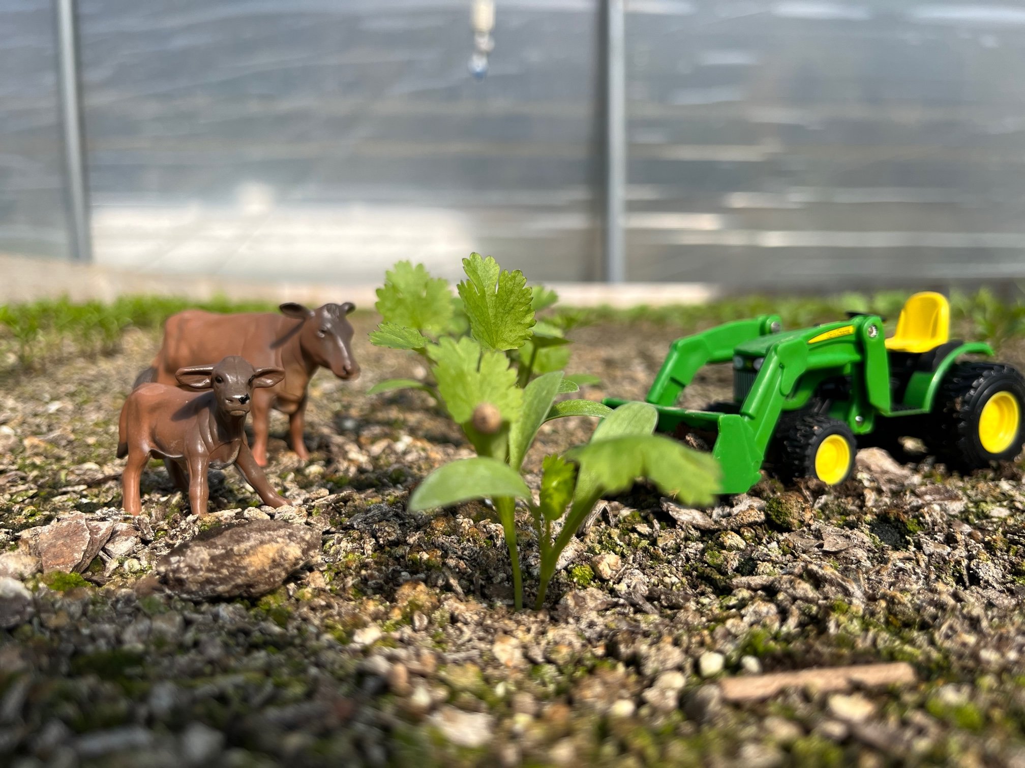 mini cows and tractor.jpg