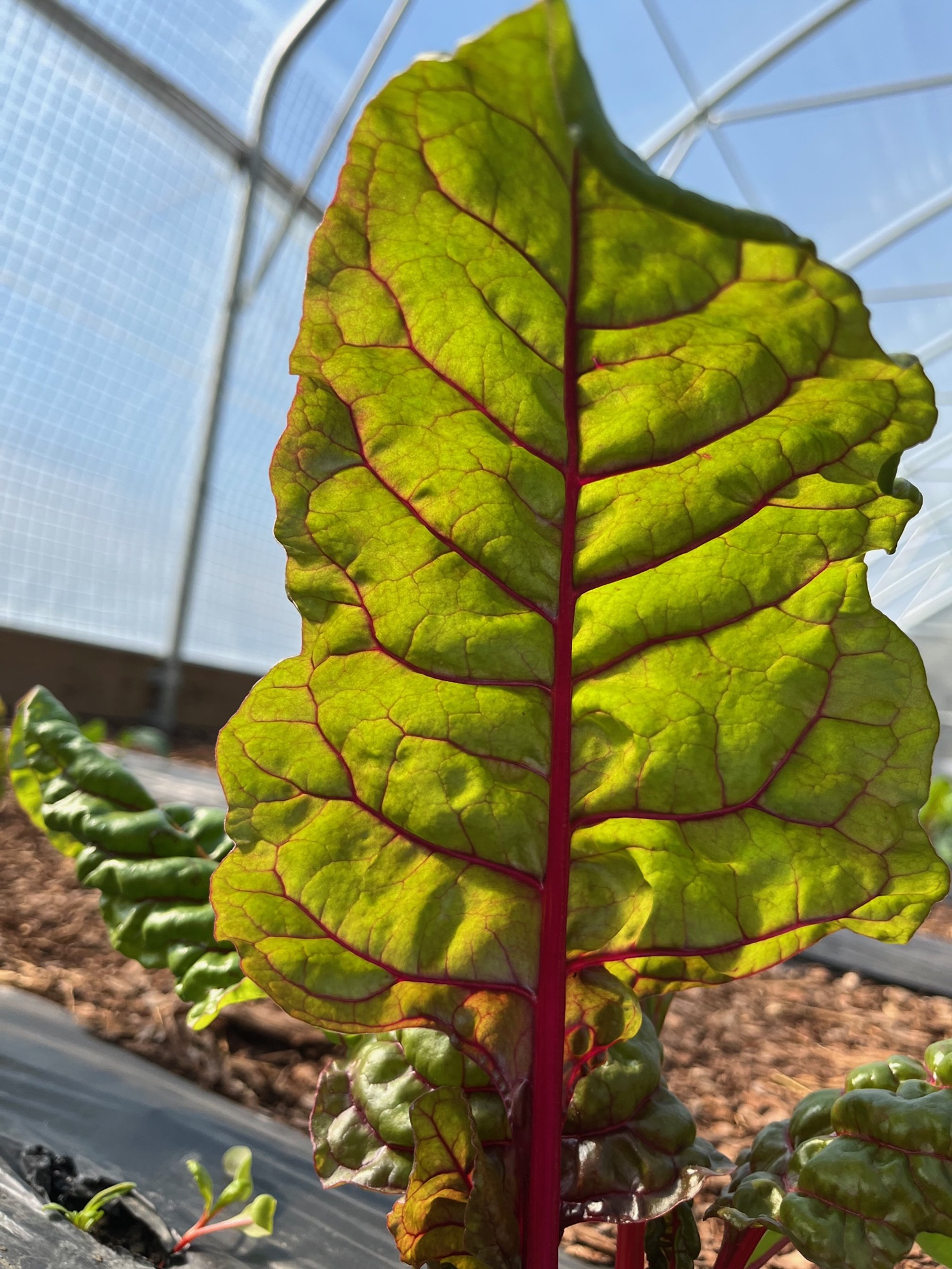 Chard tree.jpg