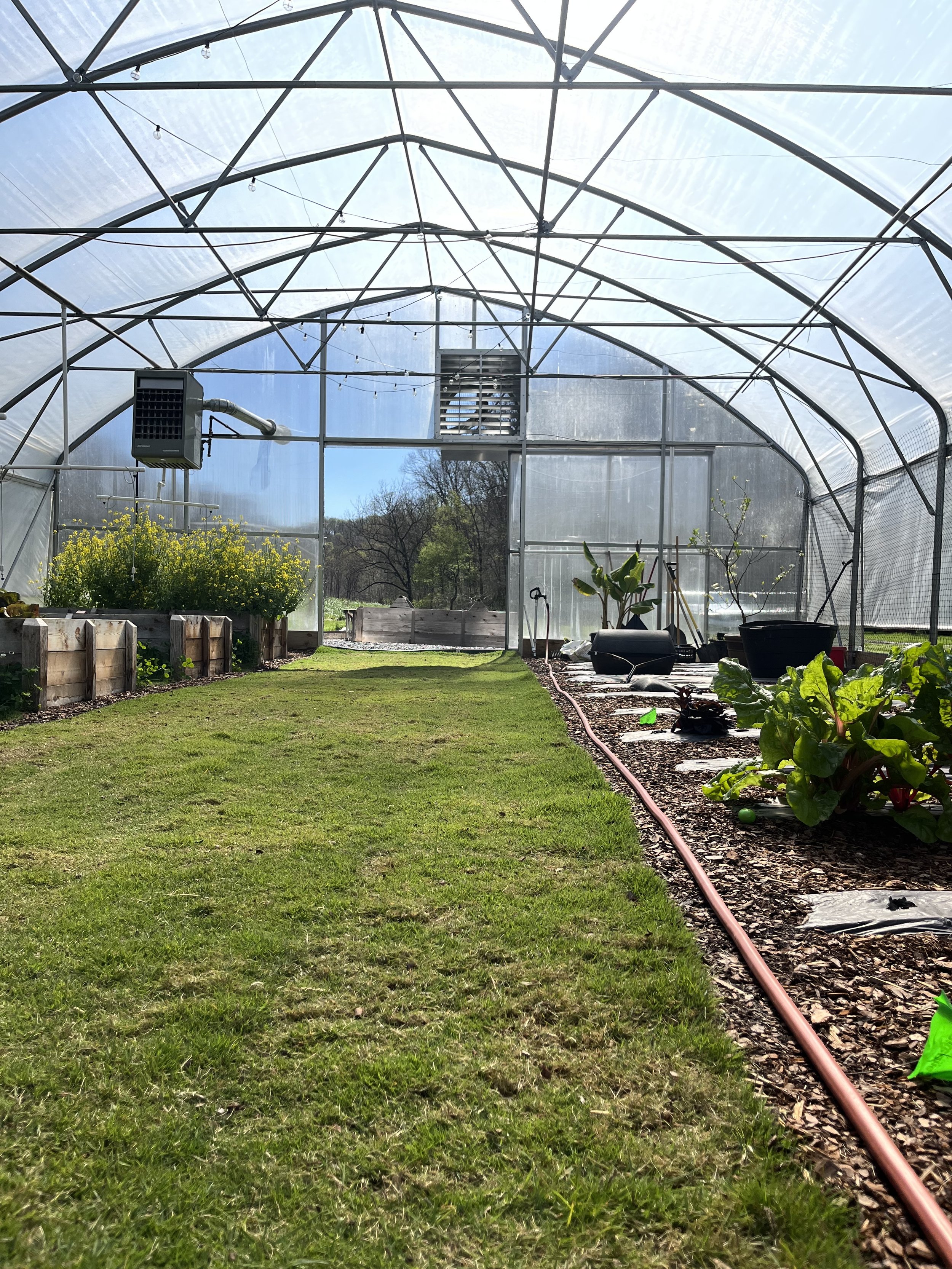 grassy greenhouse.JPG