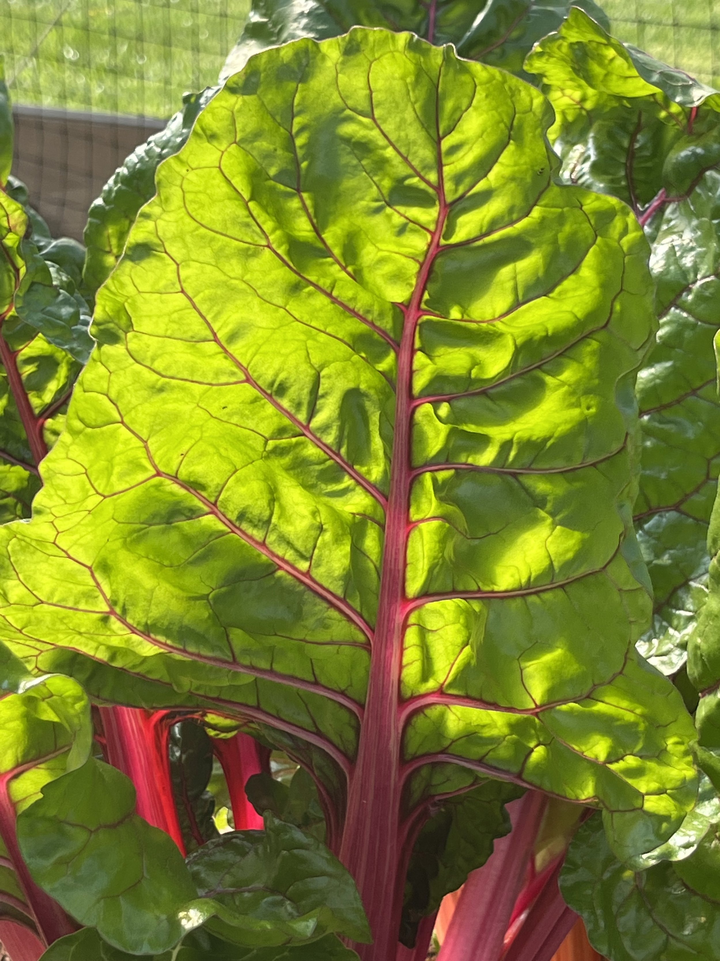 Green chard leaf.JPG