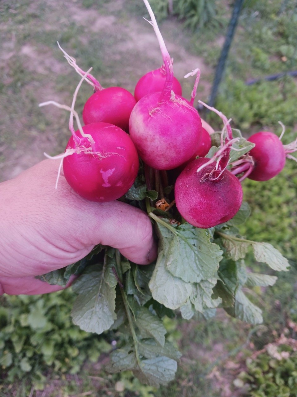 DF radishes.jpeg