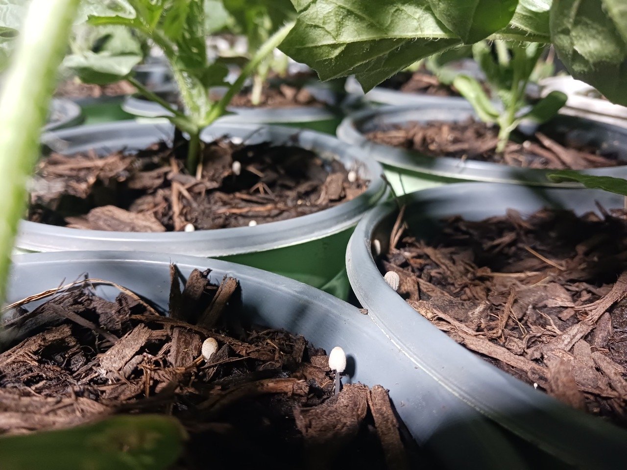 DF plants in bowls.jpeg