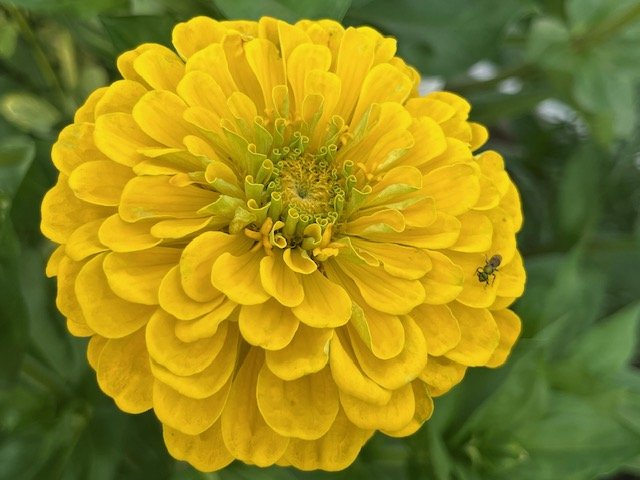 McKF Yellow zinnia.jpg