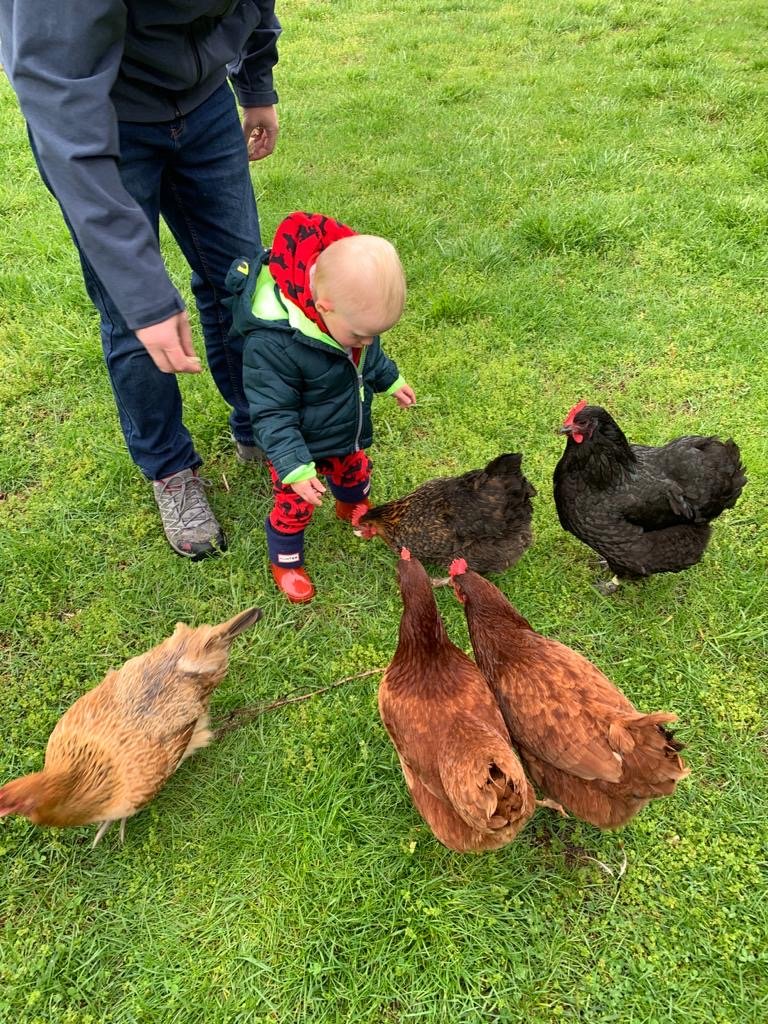 Baby feeding chickens.JPG