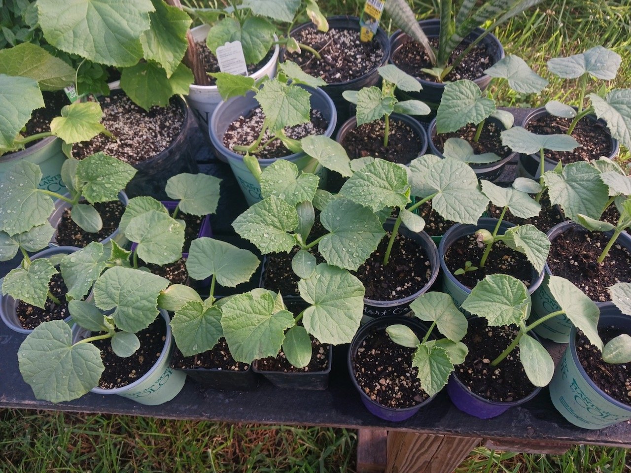 DF plants in pots.jpg