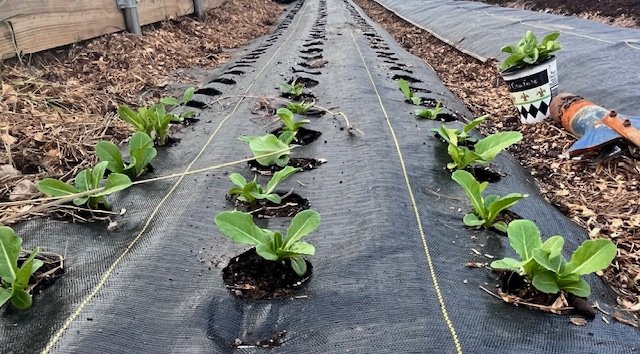 seedlining rows.jpg