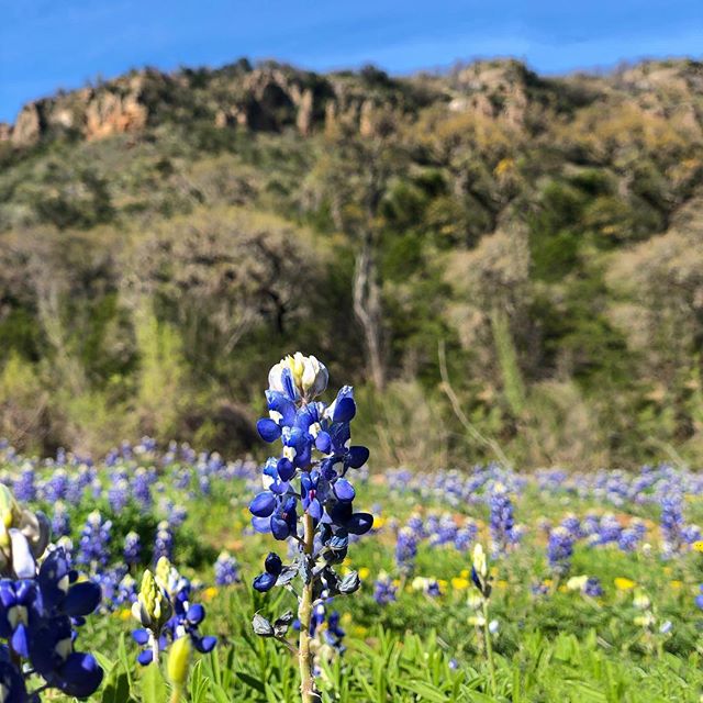 Such a beautiful TX hill country spring in full bloom 🌼
.
.
.
.
.
.
.
 #realestatebroker #broker #architecture #design #realestatesales #realestate #construction #commercialbroker #commercialrealtor #commercialrealestate #texastodo #texasskys #texas