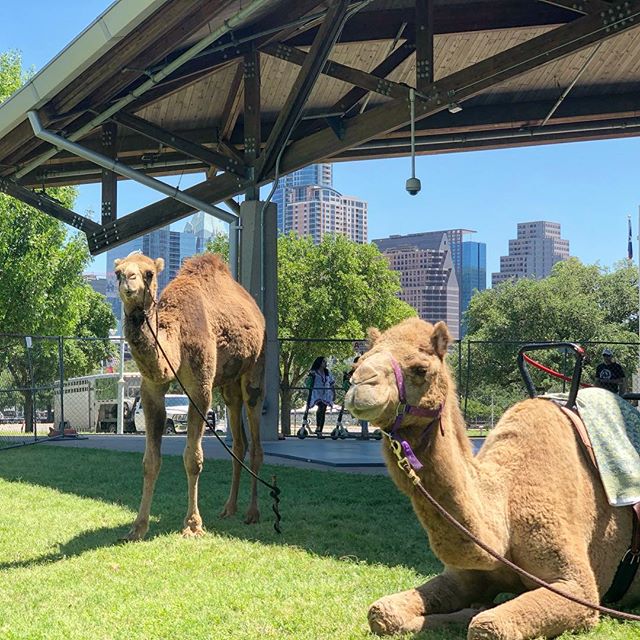 #pfx19 ✨🐪☀️