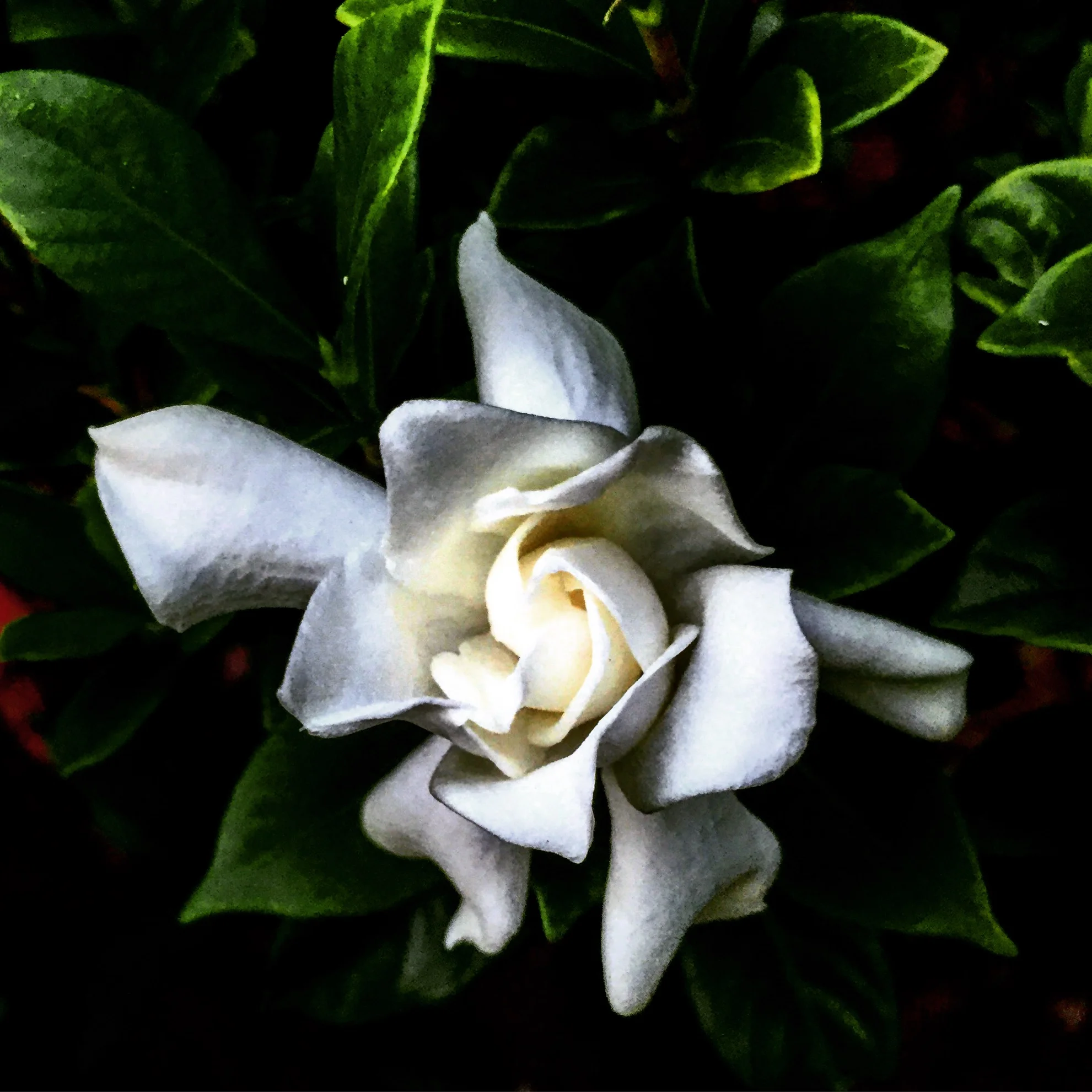 Magnolia Flower