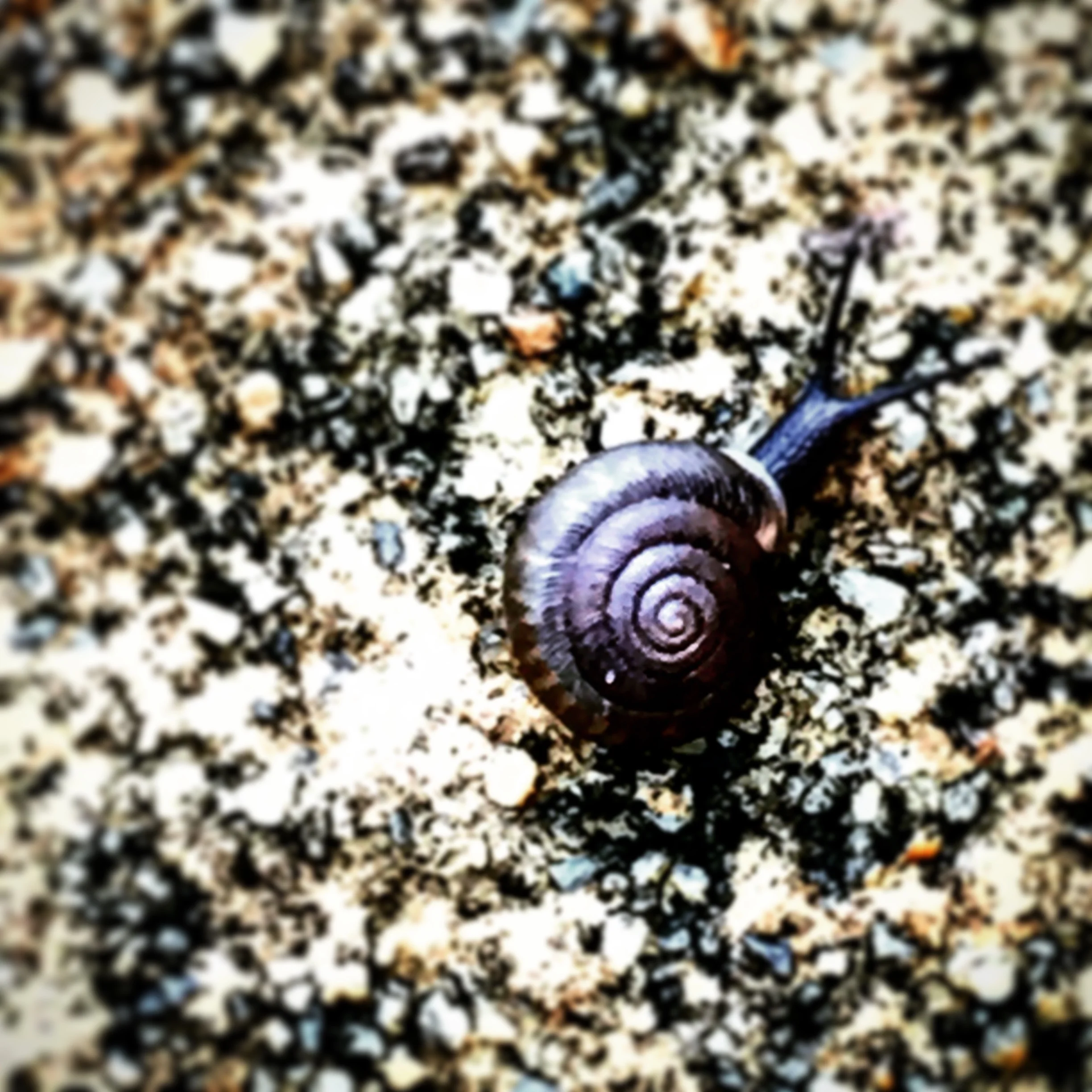 Snail