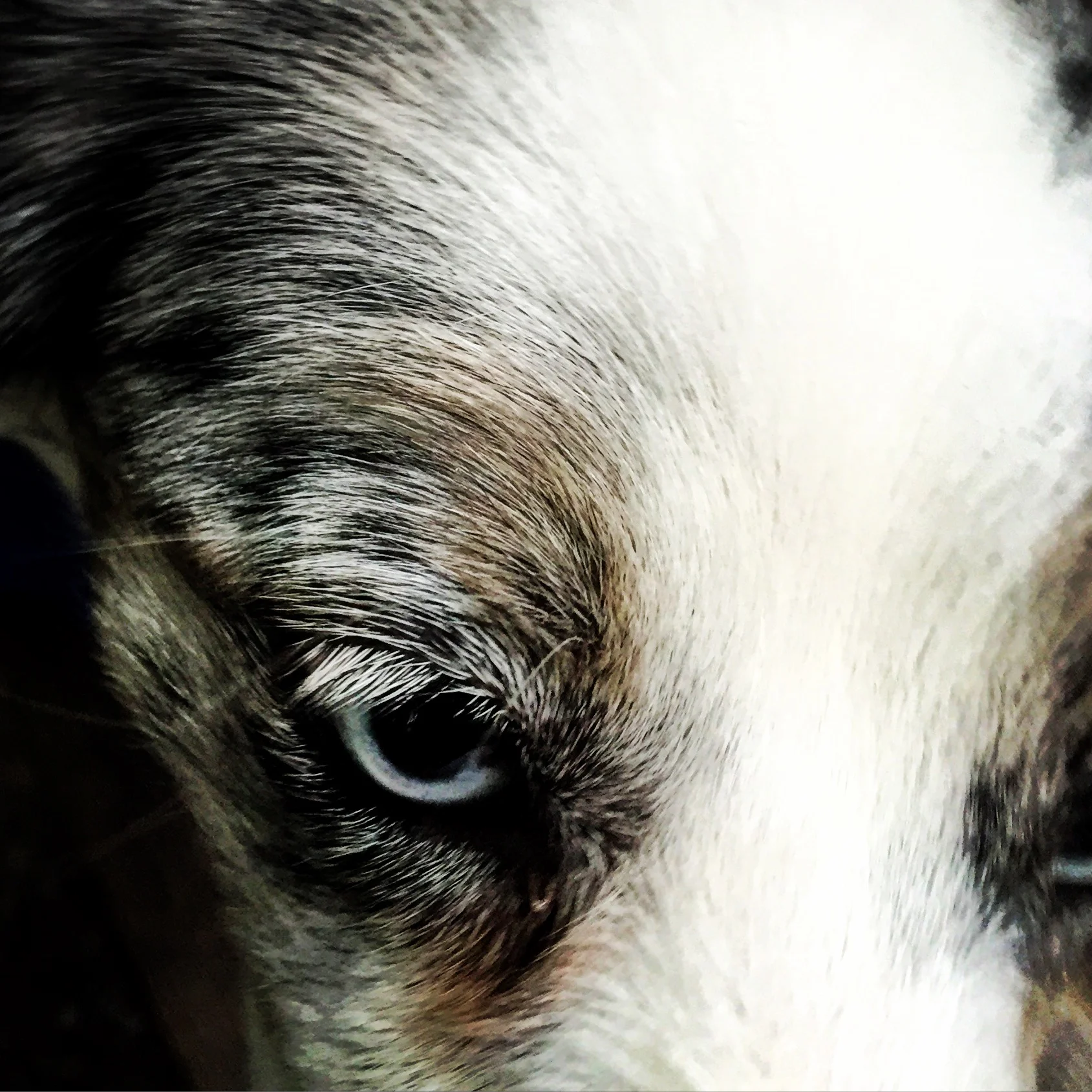 Austrailian Shepherd