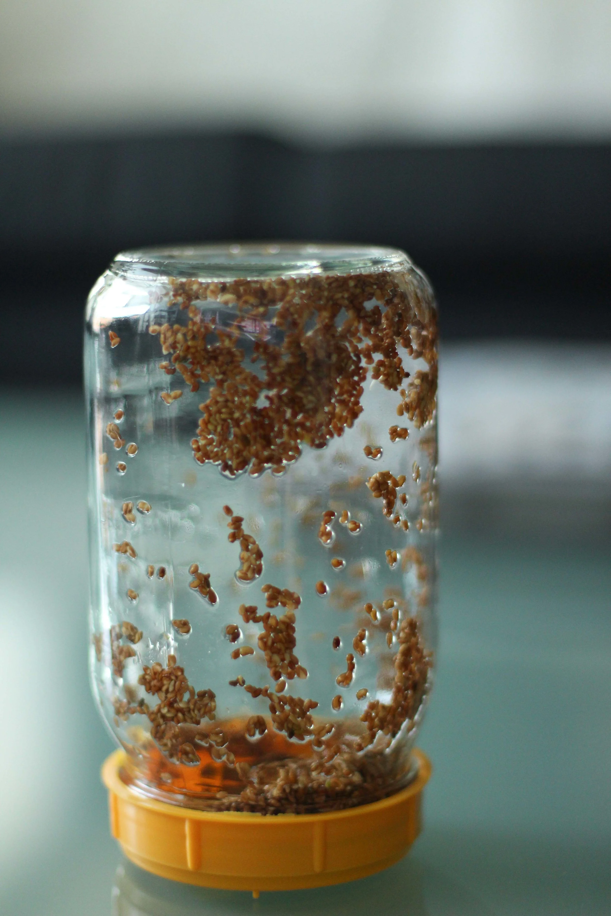 Just-rinsed alfalfa sprouts. Here I have 1 1/2 tablespoons alfalfa seeds in a quart mason jar. The jar's lid is actually a perforated "topper" from a company called "Sprout-Ease Econo-Sprouter." The yellow topper has the finest holes so the seeds don't fall through them.