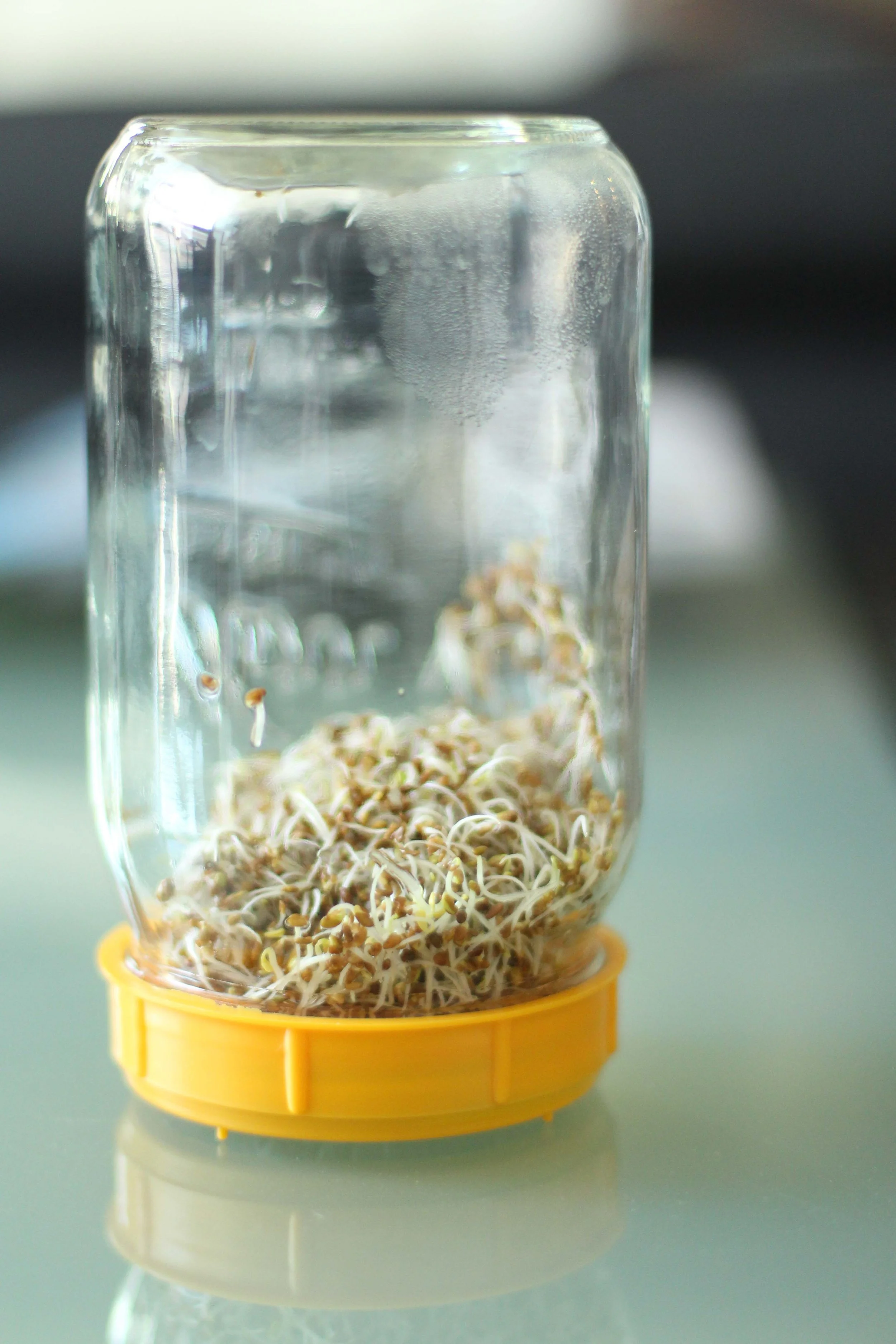 Day 3 of sprouting. Now they're looking like sprouts, but they still need a little more growing time.