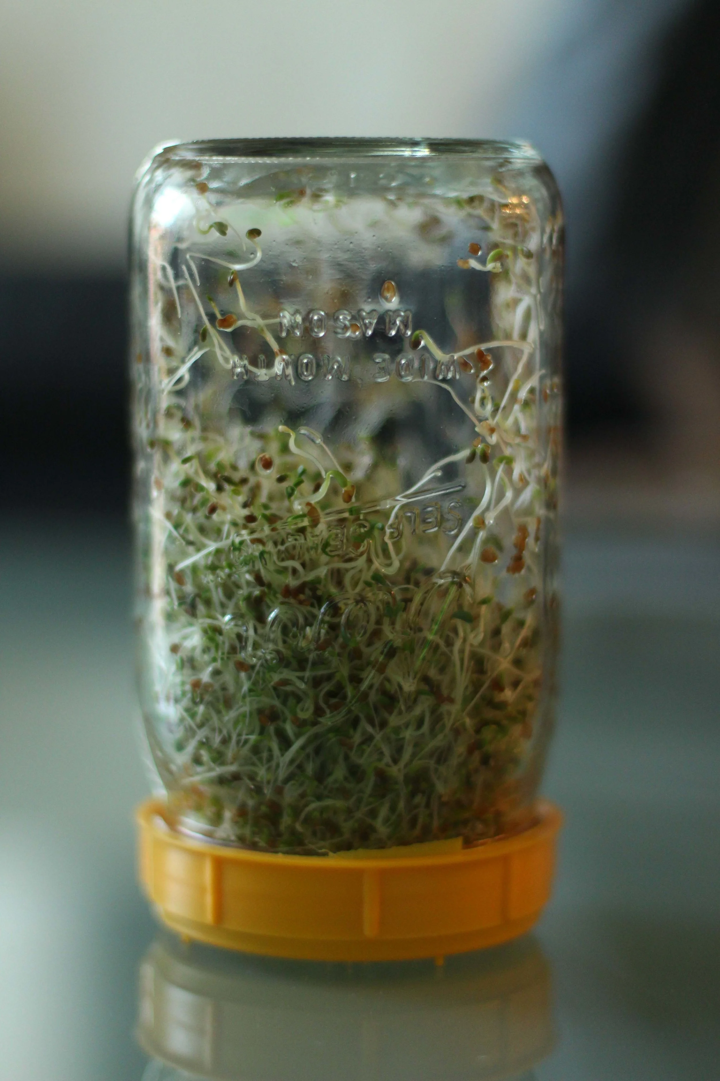 Day 4 of sprouting. They're almost good to go, but they have a bit more growing to do. Today I switched to the red lid so I could rinse away the brown hulls.