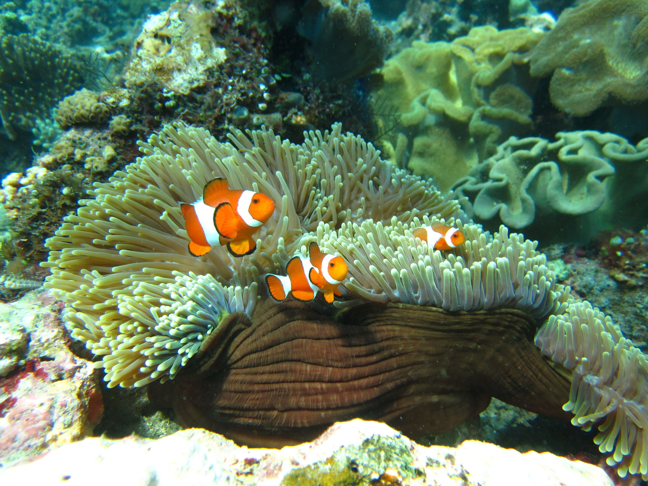 Anemonefish