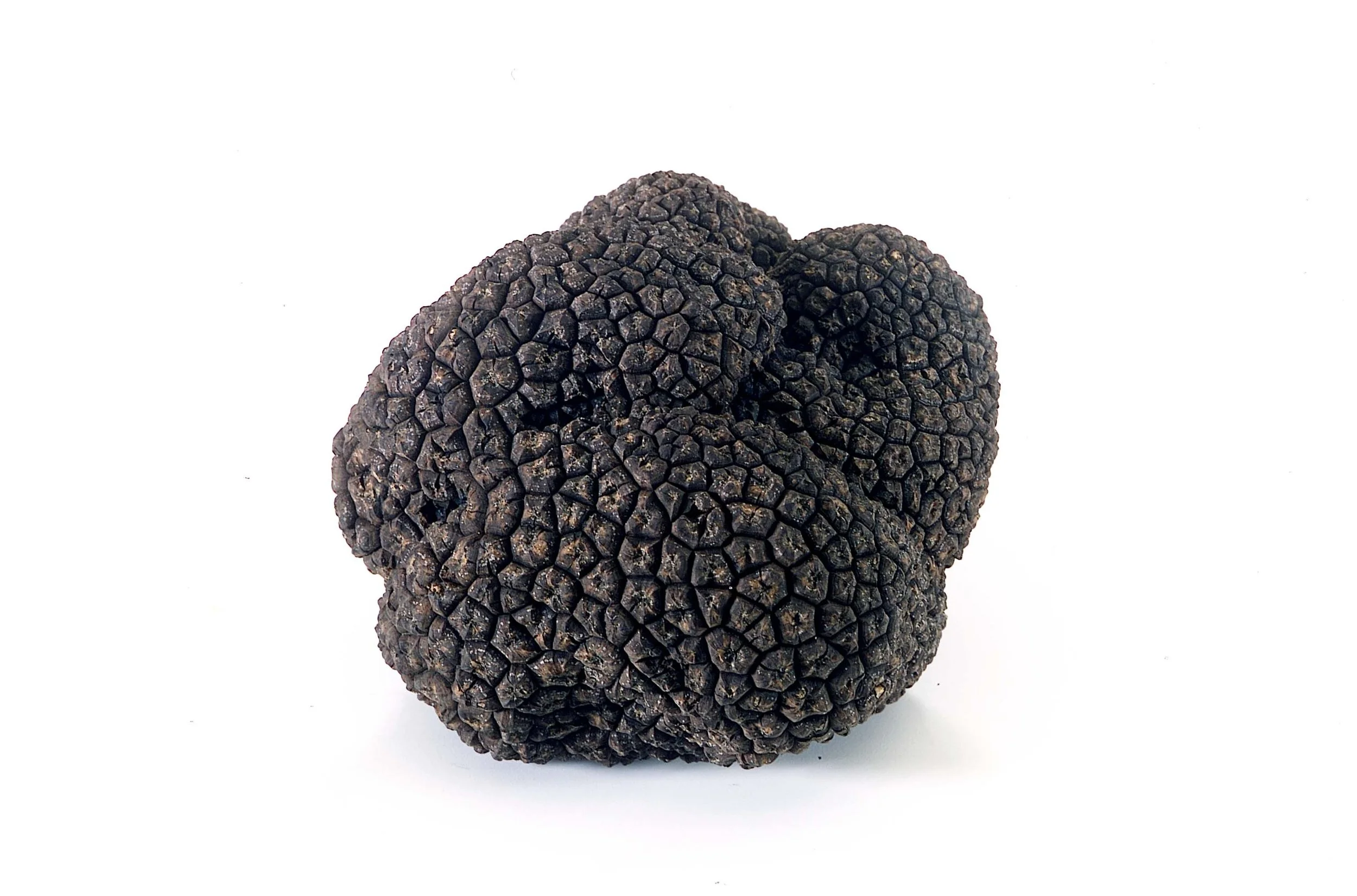 Black Summer truffle