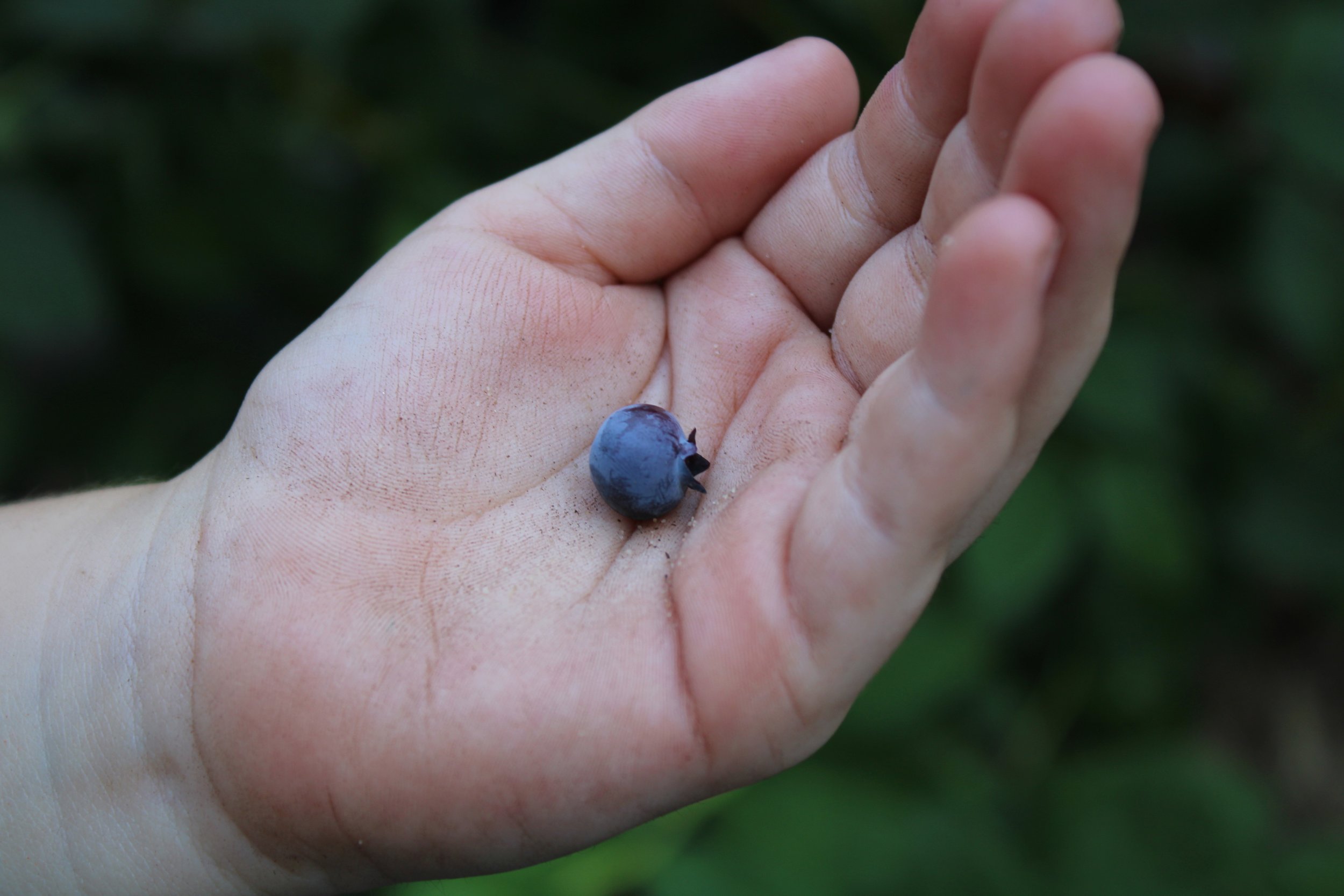 blueberry.JPG