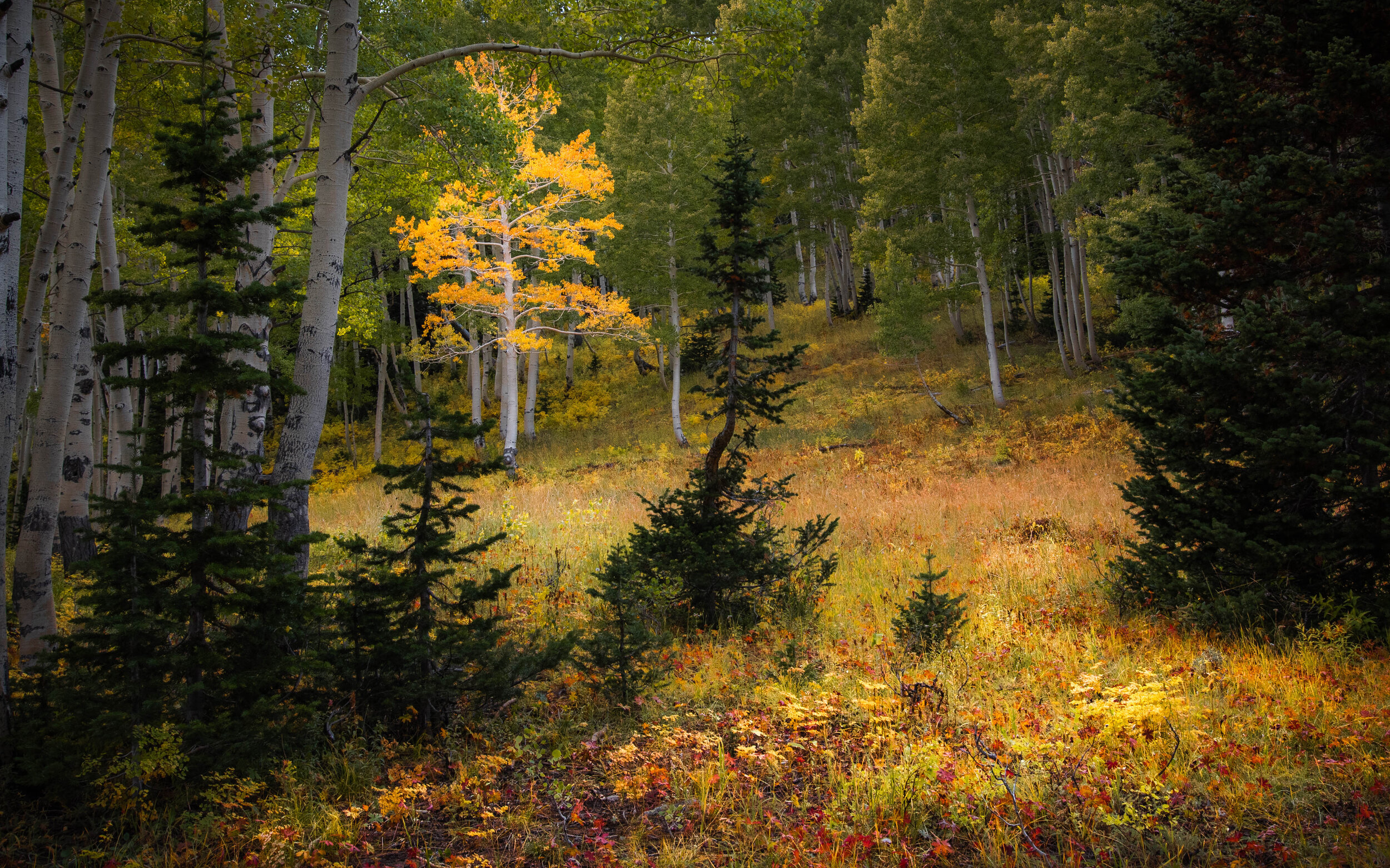 _DSC3374.jpg