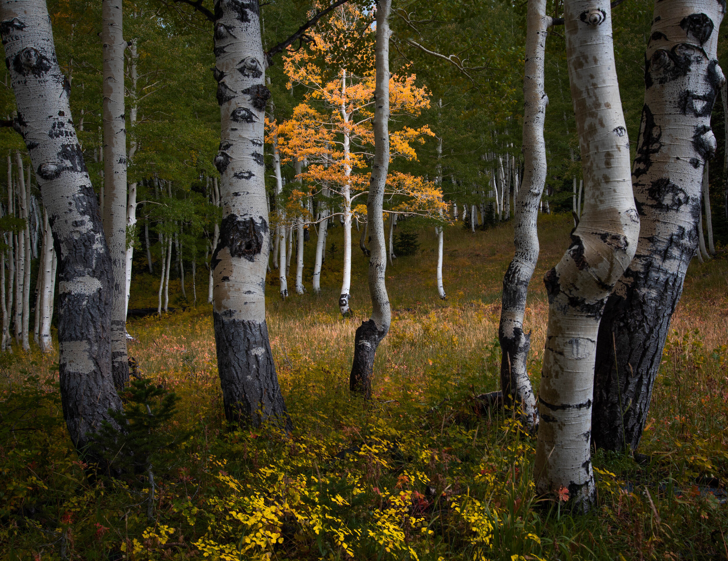 _DSC3413-Edit-2.jpg
