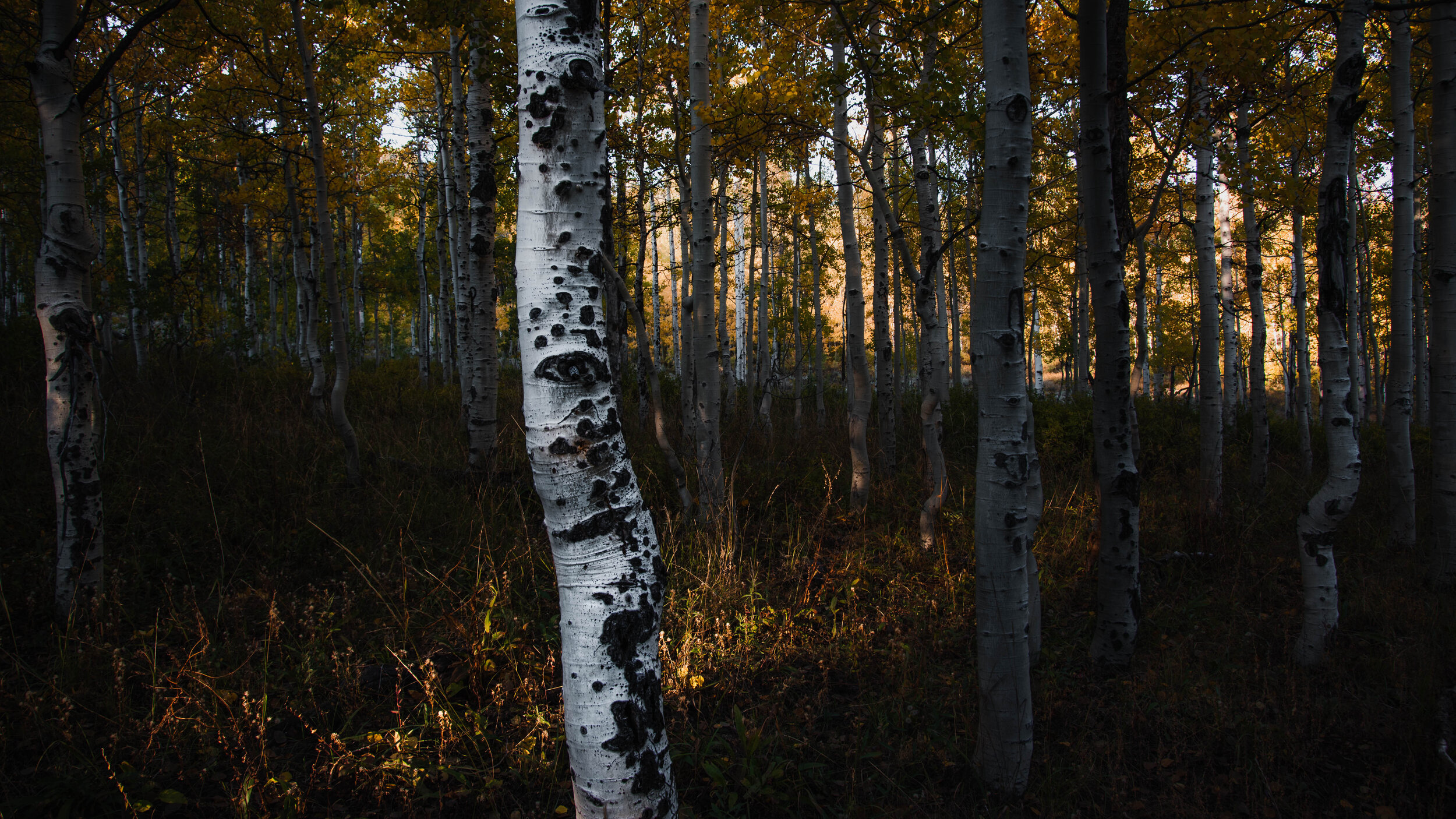 _DSC3536.jpg