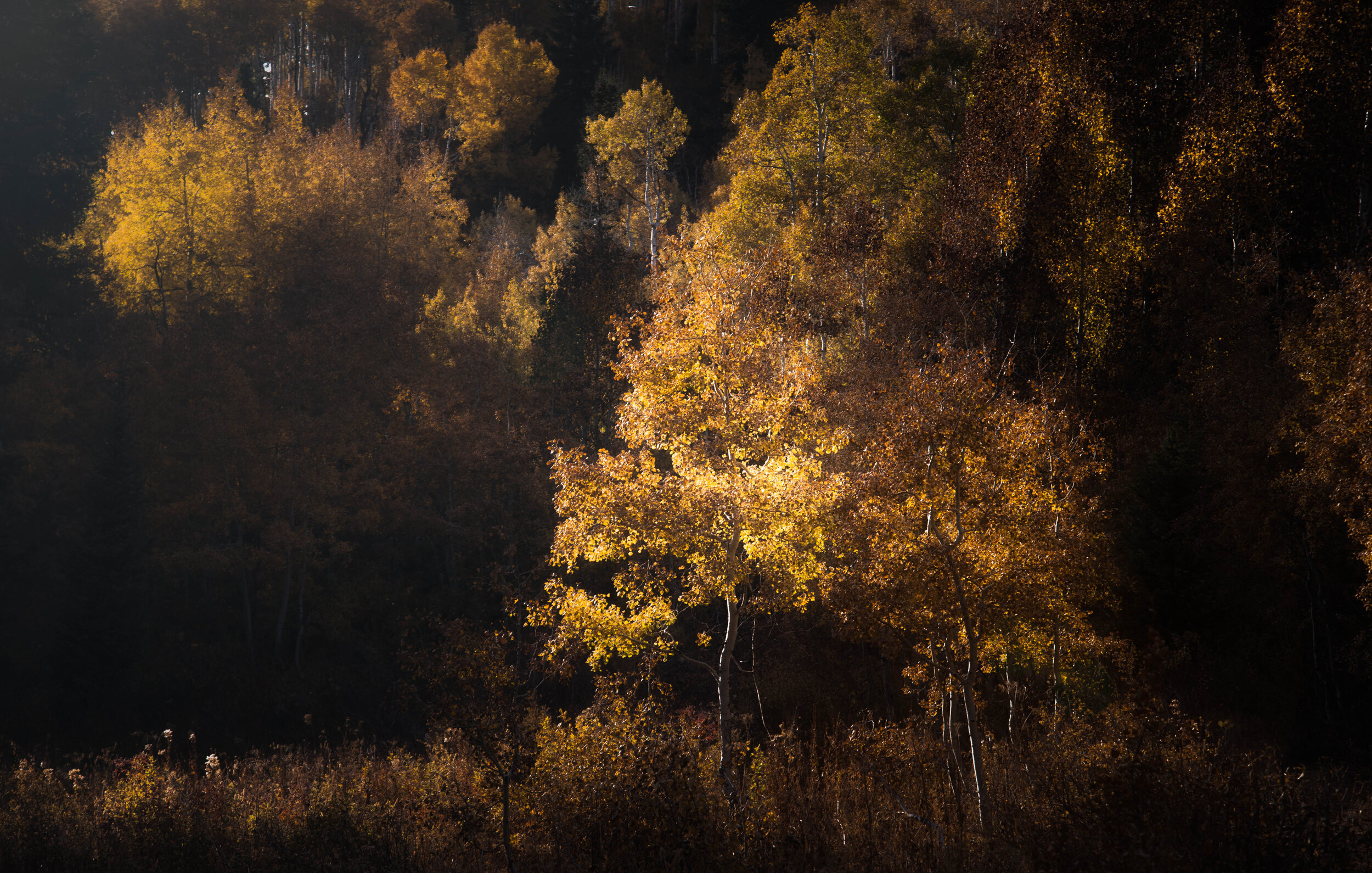 _DSC3882-Edit.jpg