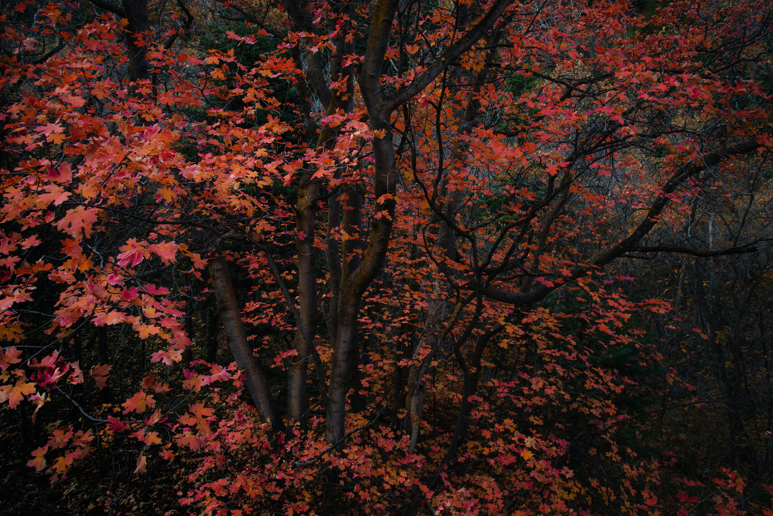 _DSC4029.jpg