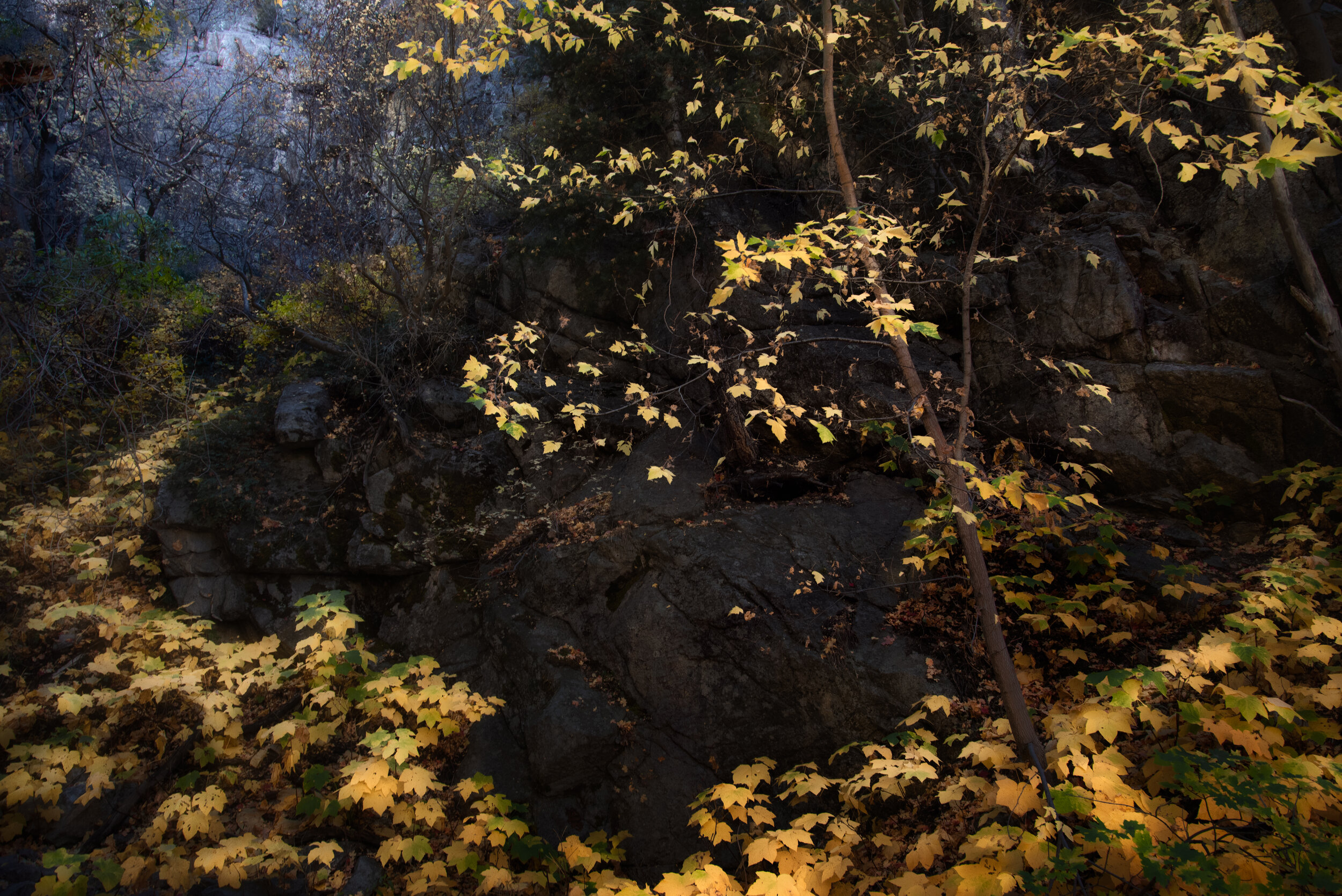 _DSC7081-Edit.jpg