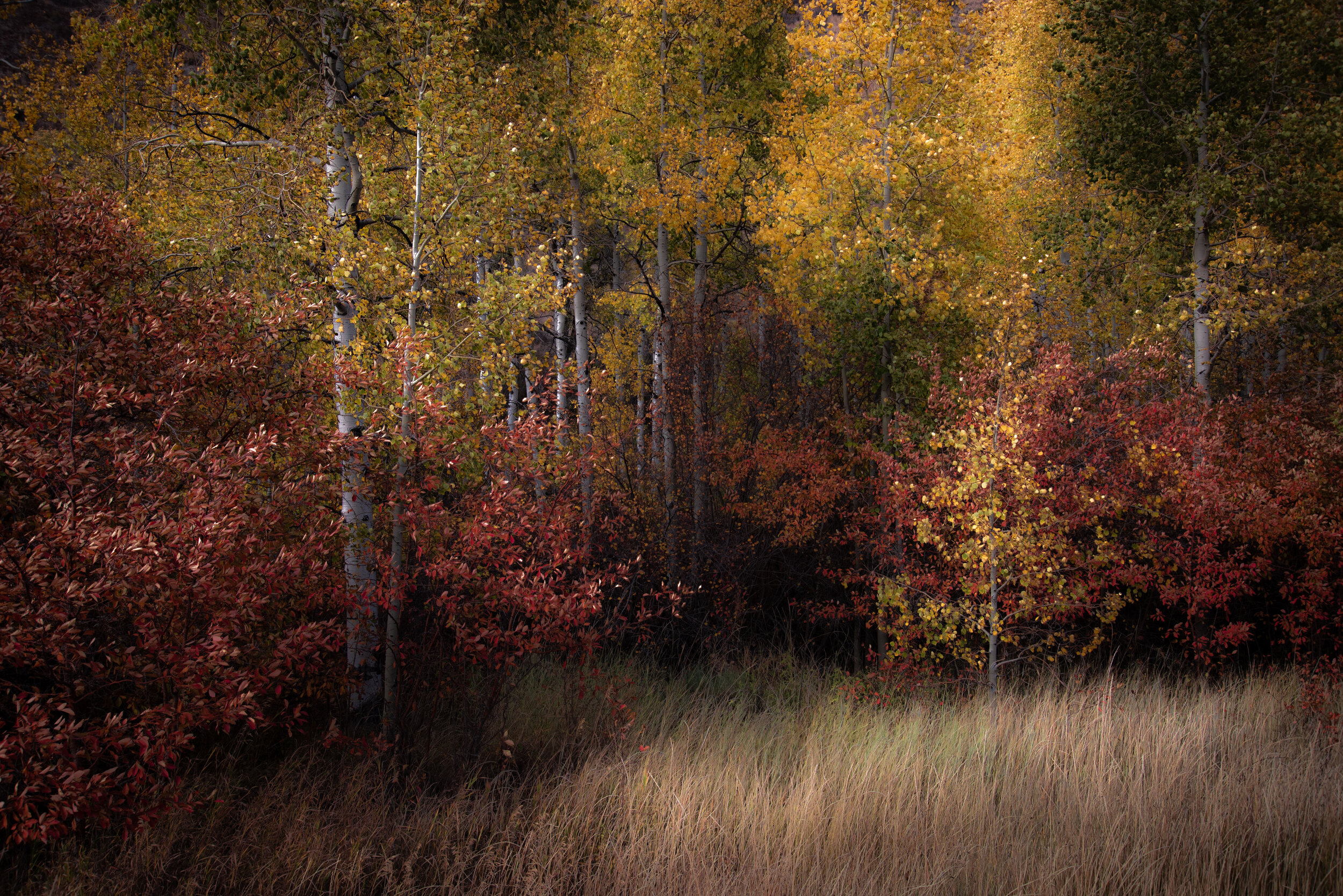 _DSC6864.jpg