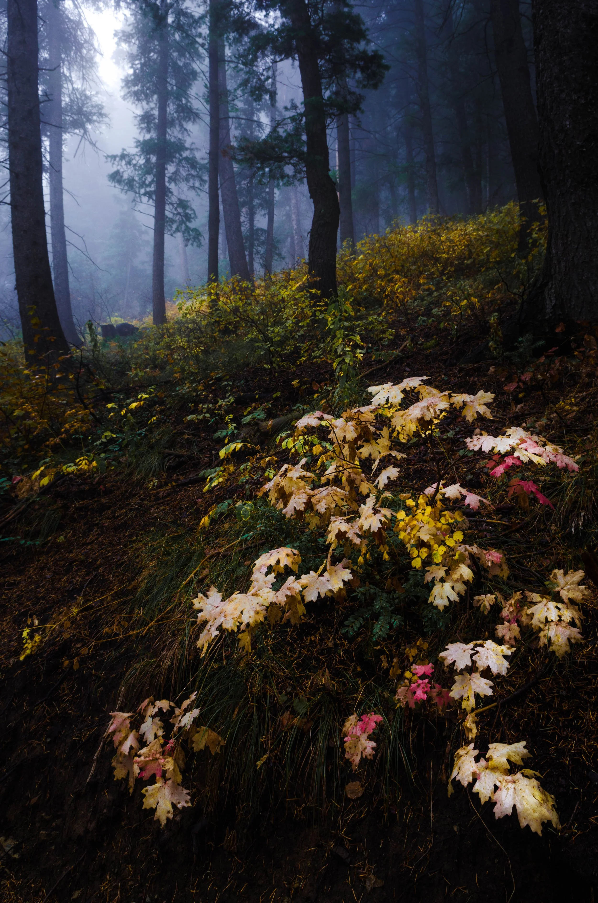 DSC_7440-Edit.jpg
